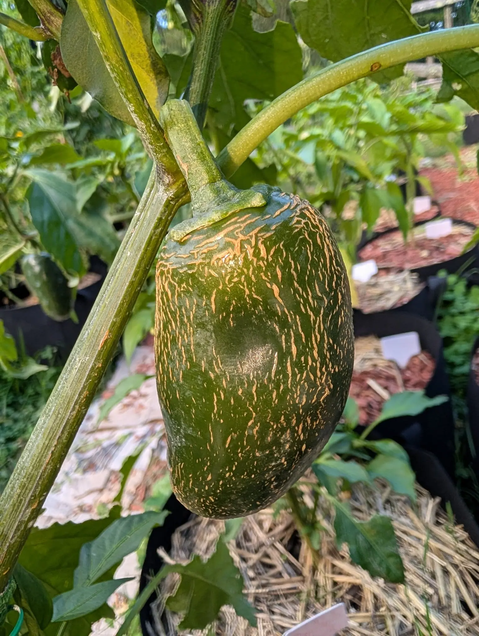 A Capeliente pepper on 6 August, a blunt bottle-green oblong with a bluish sheen, its whole surface covered in fine tan corky cracks radiating down and around from the shoulder like stretch marks, under hard bright sun.