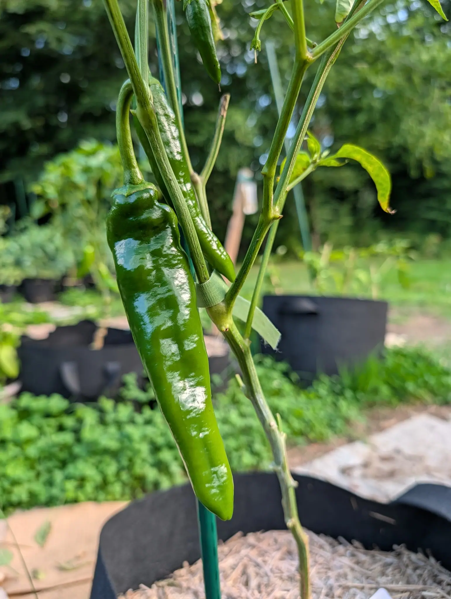 A Bulgarian Carrot pepper on 6 August, one long slender pod hanging half the height of the frame in glossy mid green, its shoulder lumpy and asymmetric with two soft bulges, the plant behind it stripped to bare woody stems and a few leaves.