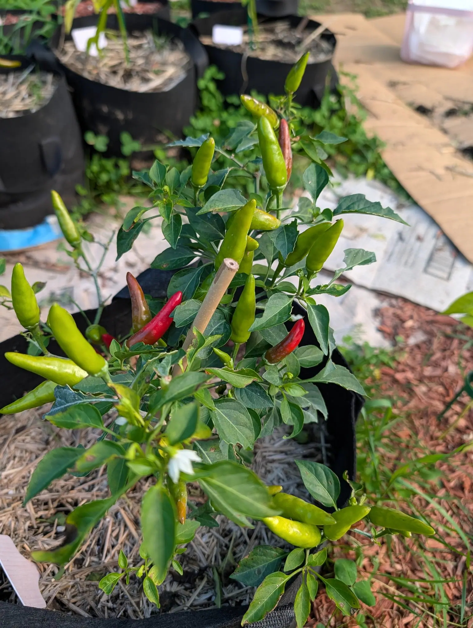Chili Red peppers on 6 August, twenty standing erect above the foliage and caught at every stage: waxy yellow-green, lime, a dull olive-and-maroon halfway house, then glossy scarlet, with two white star flowers open low down in warm sun.