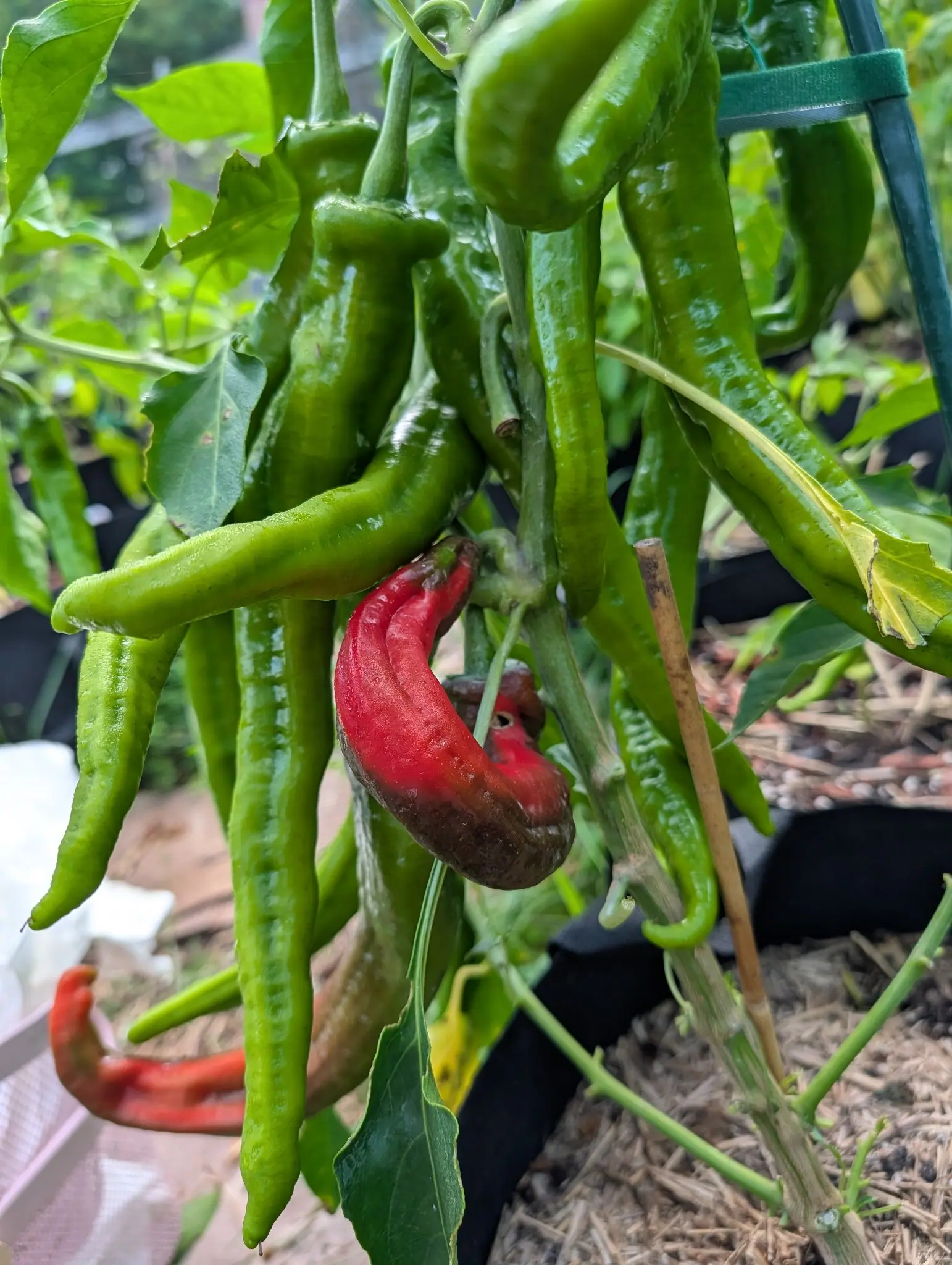 Ristra Cayenne II on 7 August, a dozen long crooked pods hanging in a curtain and every one beaded with water, one halfway over with scarlet across its top half and dark bronze below it, another already fully orange-red, under flat overcast.