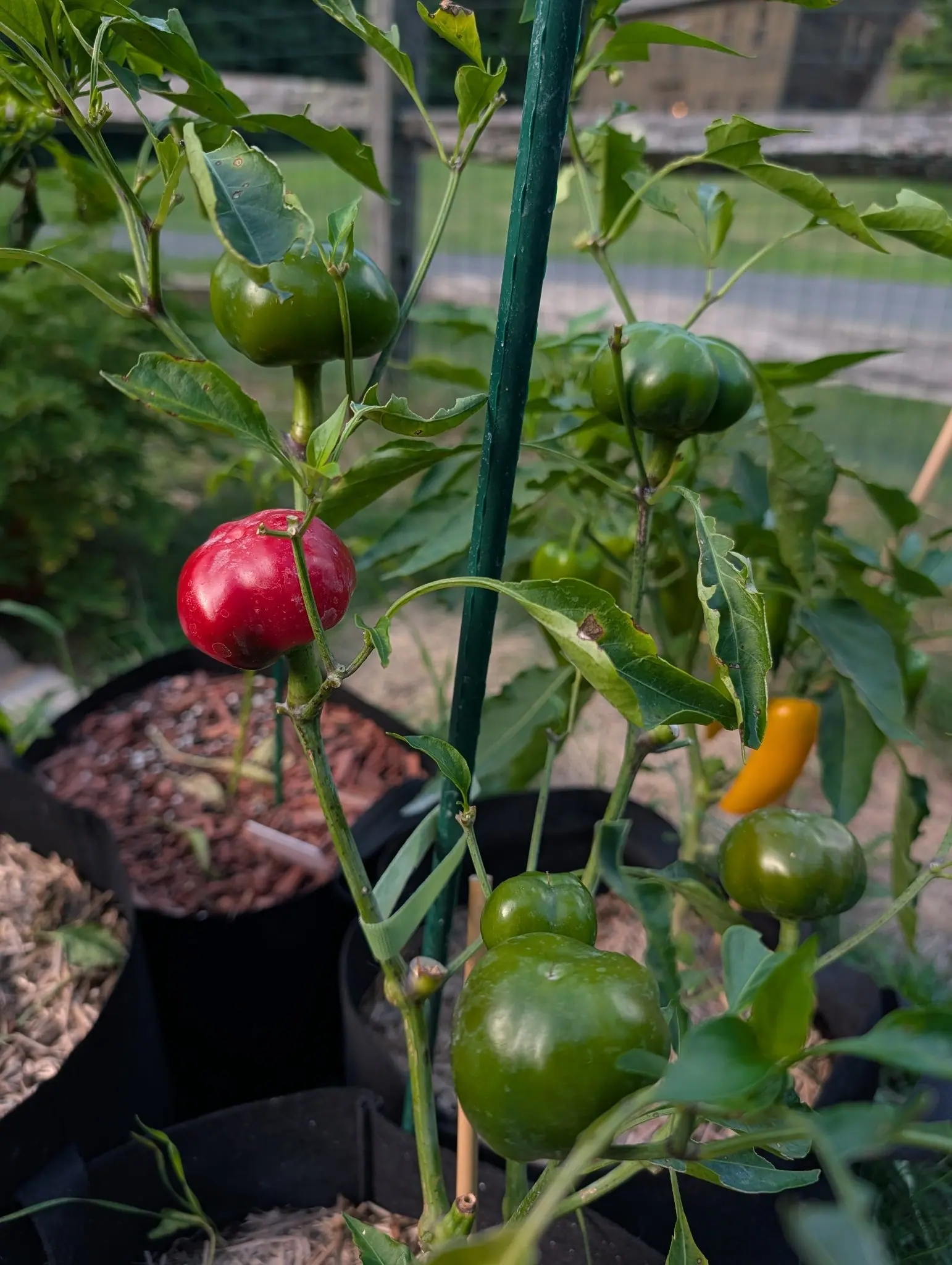 Cherry Stuffer peppers on 6 August, one flattened globe fully ripe and beaded with water, deep scarlet with a slight waist and a dimpled top among green ones of the same squat shape, and off to the side one slim egg-yolk pod from another variety.