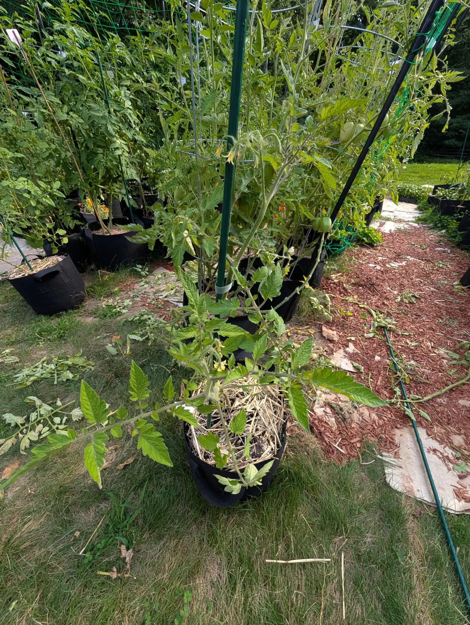 A San Marzano tomato on 6 August in flower, a hairy branched truss of butter-yellow blooms with their narrow petals bent right back off a protruding anther cone, and cut prunings lying wilting on the grass beside the row in soft daylight.