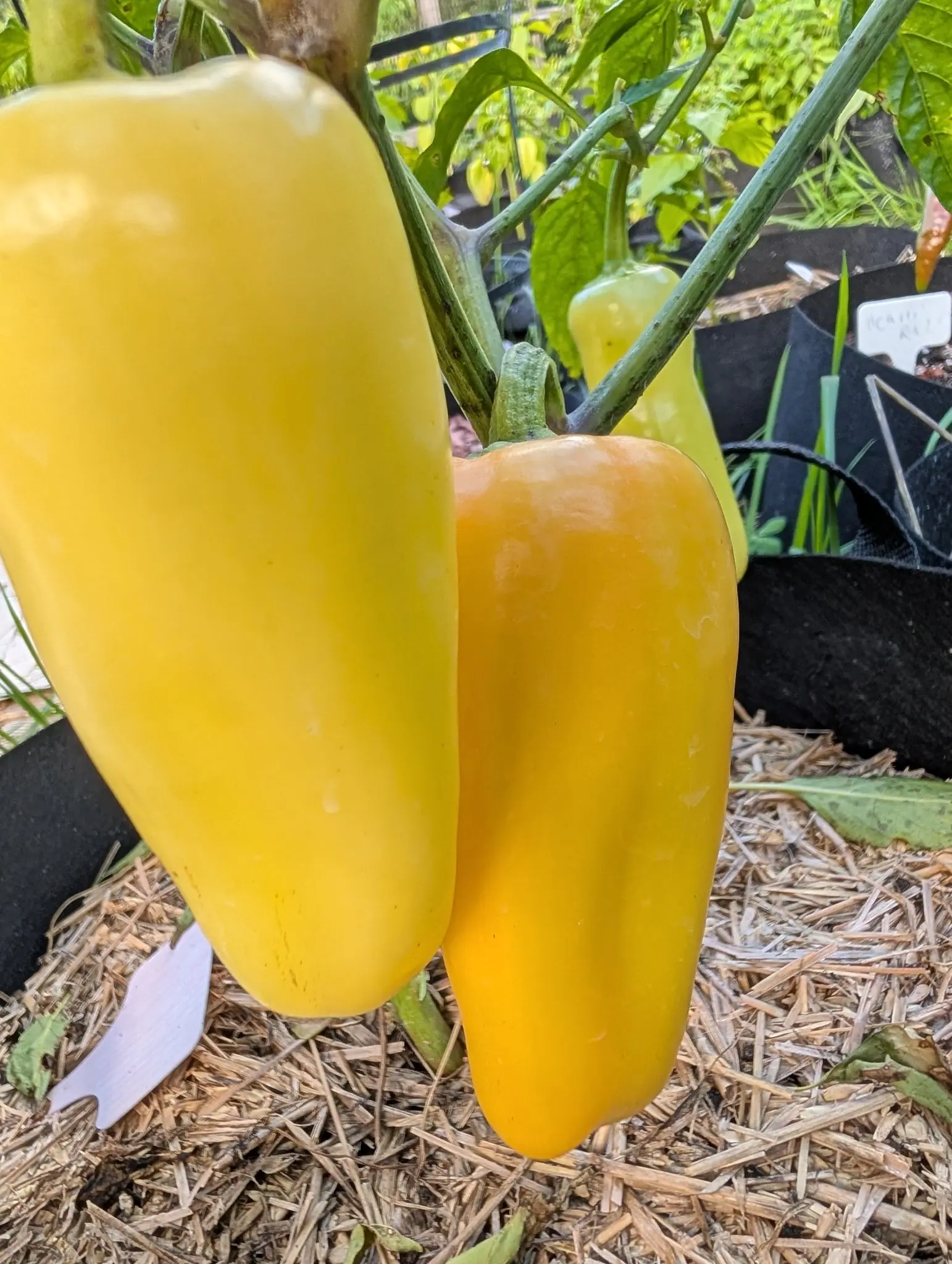 Two Gatherer's Gold peppers on 6 August close in and filling the frame, the nearer creamy lemon and the one behind it deeper honey-gold, both waxy and squared at the shoulder with a scatter of faint rust freckles near their blunt tips.