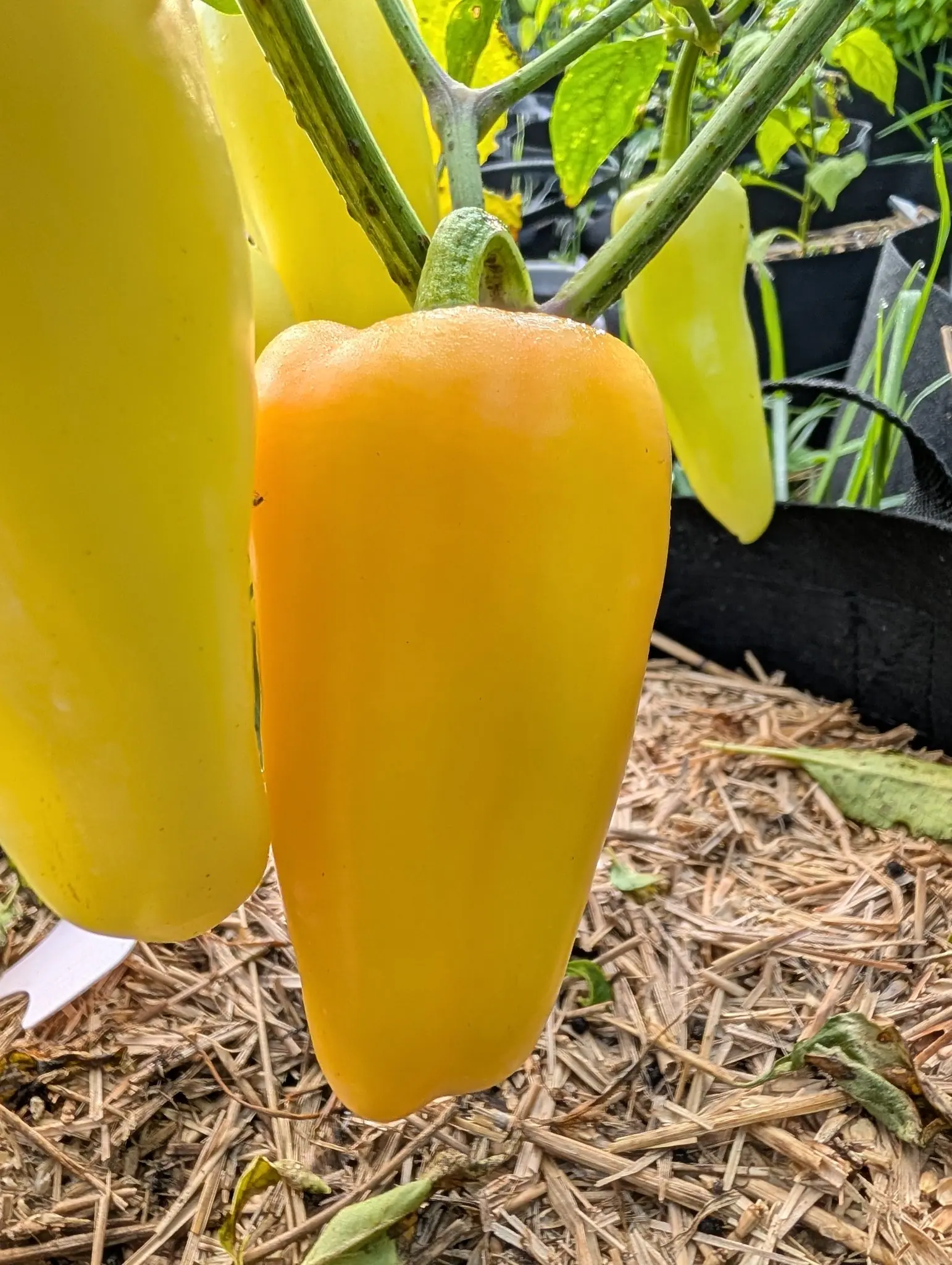 A Gatherer's Gold pepper on 7 August, further along than any around it: apricot-orange across its squared four-lobed shoulder graduating down into deep butter-yellow at the base, waxy and glossy with tiny water beads caught along the top.