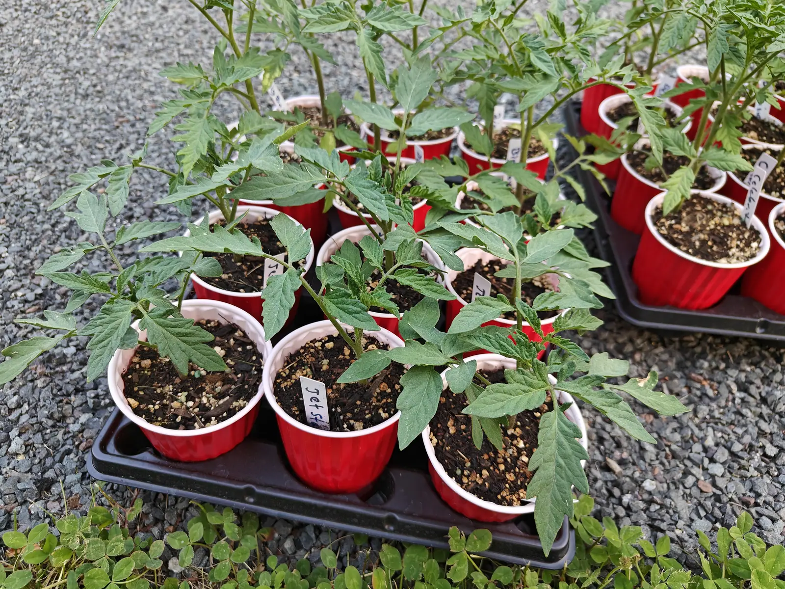 Jet Star tomatoes on 5 June, a cup apiece in two trays out on the gravel, gray-green and bristled white along every rib, their mix topped with coarse pale vermiculite — one cup down to bare soil and a cut stub, clover creeping in.