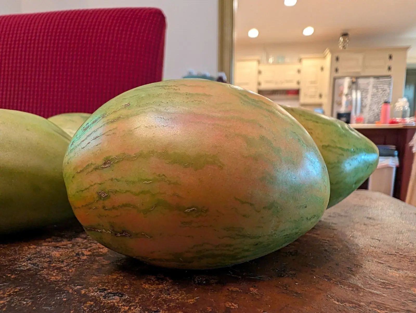 Four picked fruit lined up on a countertop on 8 August, the nearest gone salmon-pink to apricot over its body while the shoulder stays pale green, jagged olive stripes running its full length and small tan corky scabs sitting along them.