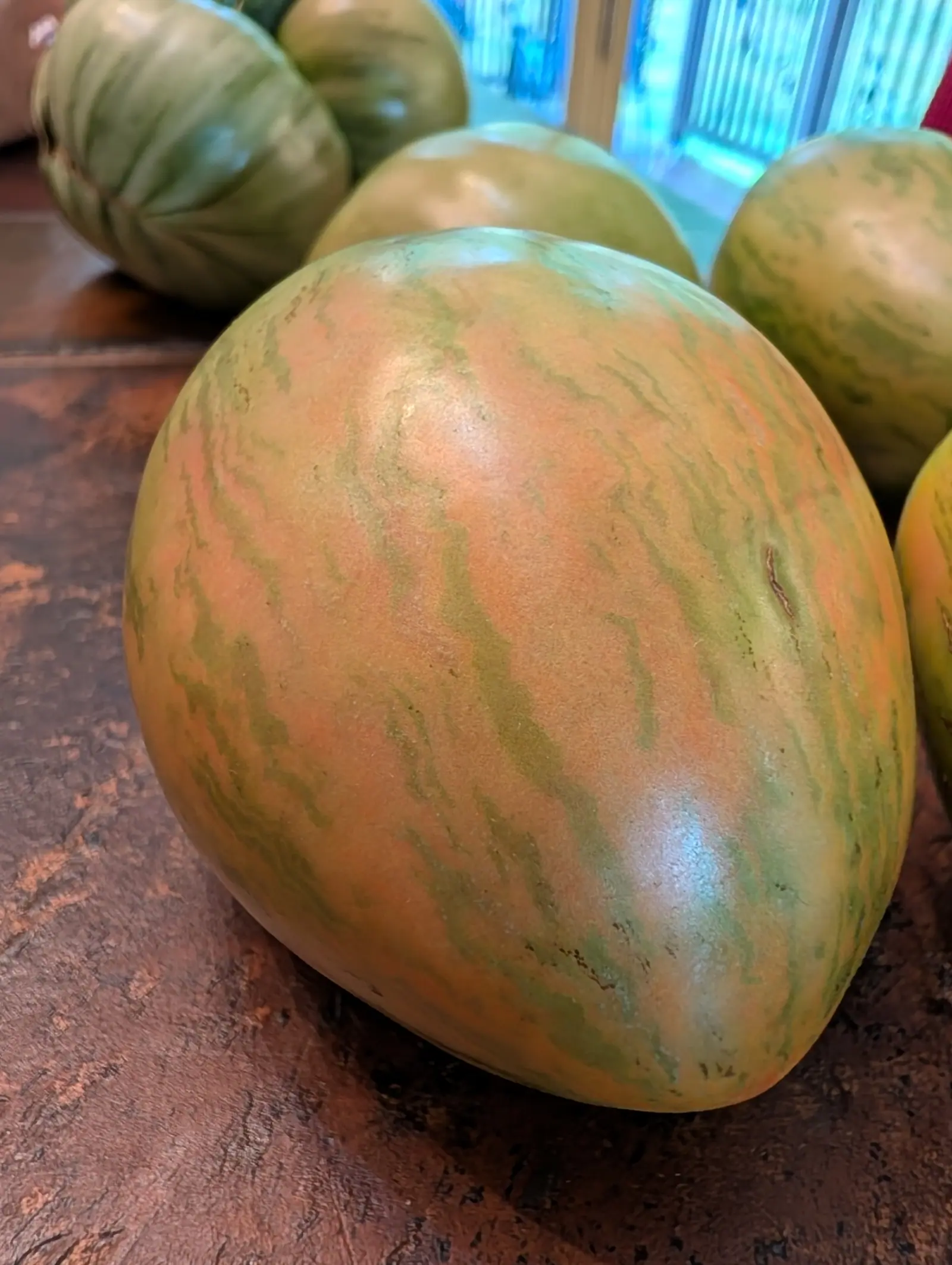 Six or seven picked fruit on the counter on 8 August, the one at the center standing on end with salmon-orange and cream up two thirds of it and a sea-green shoulder above, feathered olive stripes breaking into speckles as they run down.