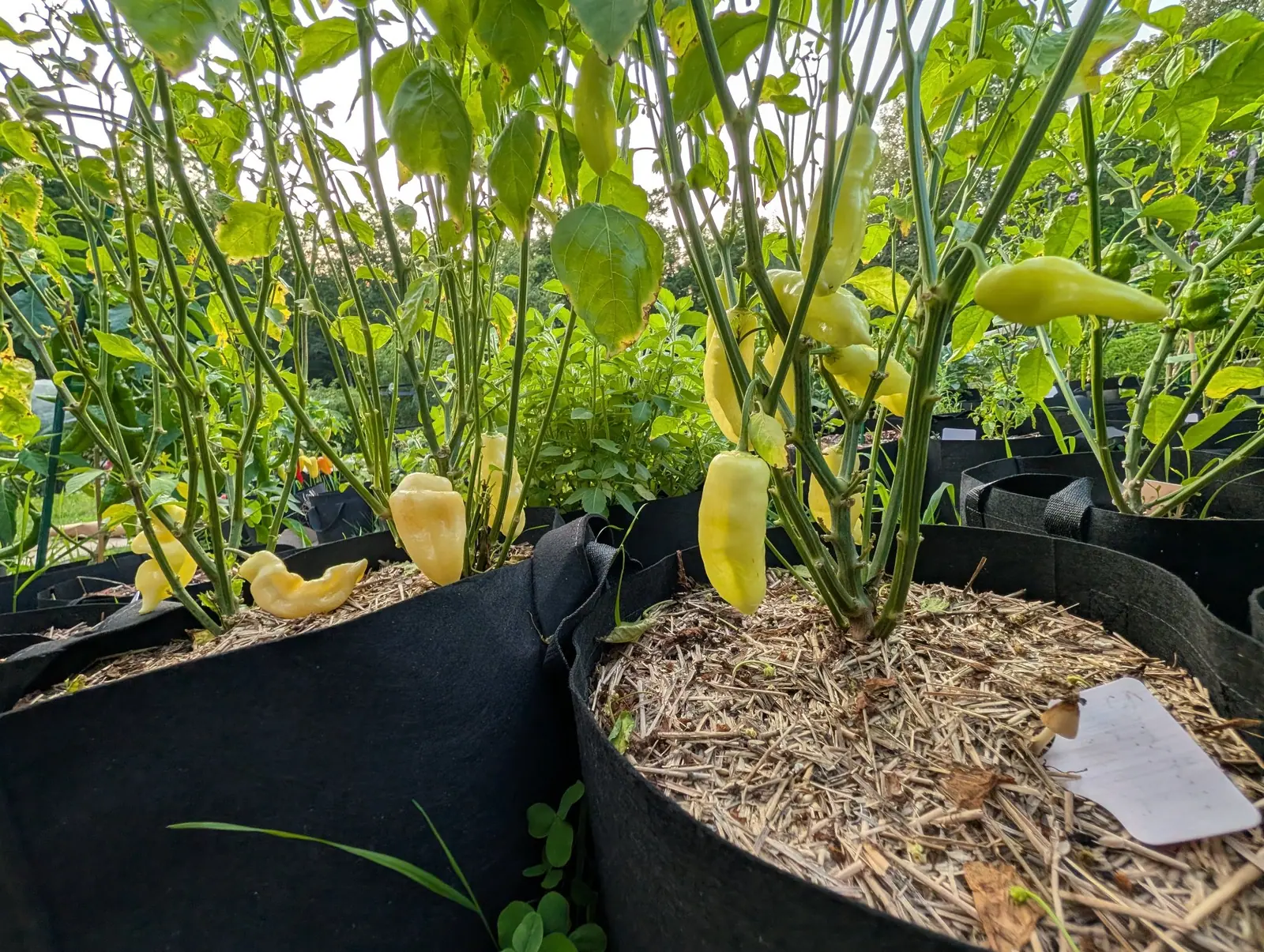 Sugar Rush Peach chilies on 9 August, a dozen hanging at rim height all the same creamy lemon but no two the same shape, one short and puckered at the tip, one crumpled into a hook, the largest sweeping out in a long tapered curve.