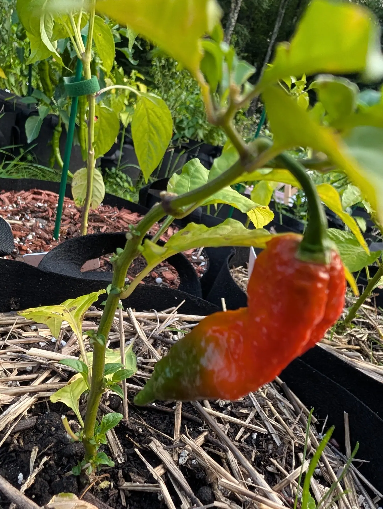 A Ghost chili on 9 August, ripened to vermilion-scarlet with one olive patch surviving near the tip, its skin dimpled and puckered to an orange-peel roughness and flecked pale blush-pink, curving S-wise to a fine downturned point in bright sun.
