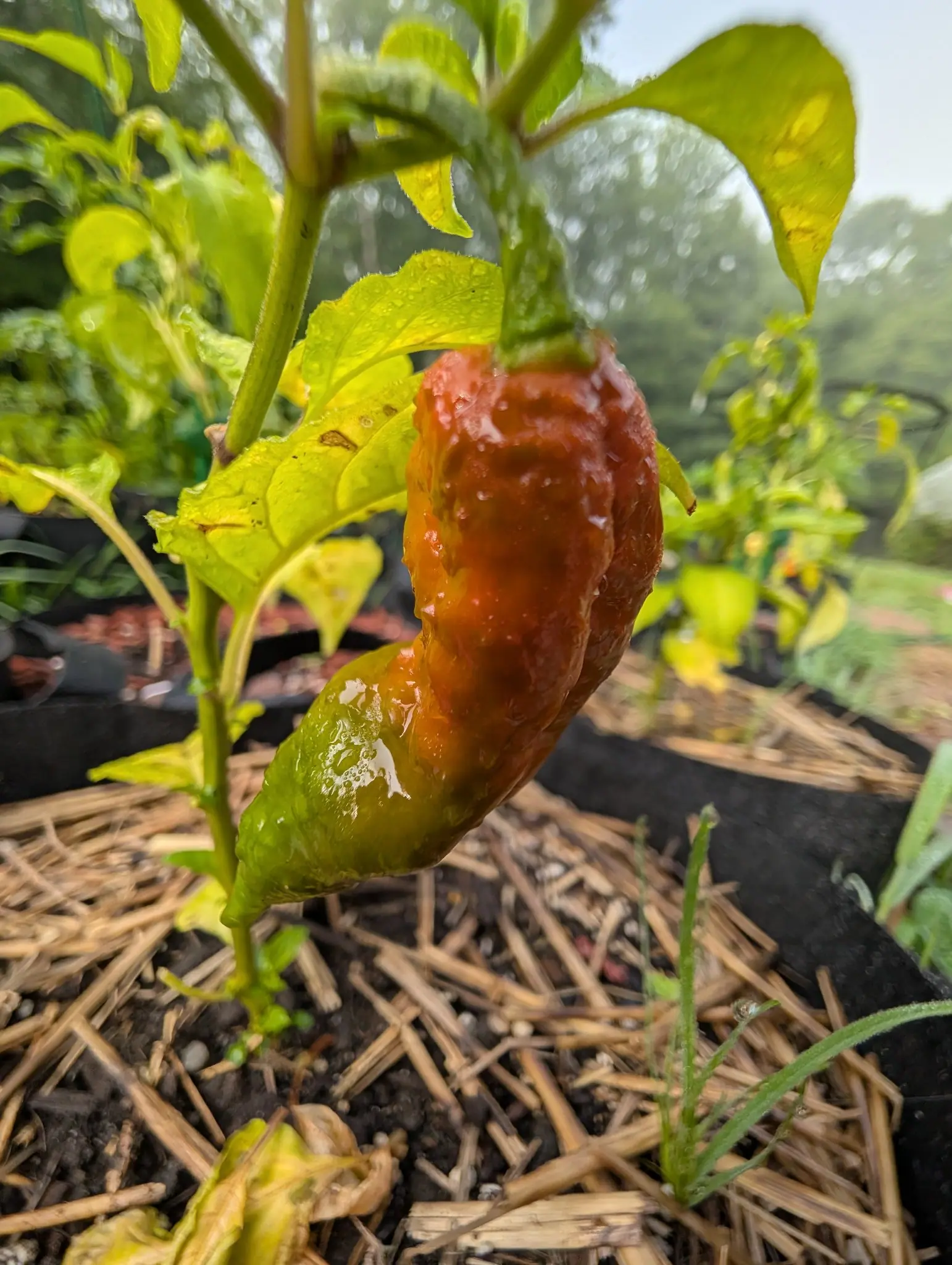 A Ghost chili ripening shoulder-first on a foggy 9 August — brick red at the stem end, orange through the middle, the tip still green — with water standing in every pit of its puckered skin and the treeline behind it dissolved to gray.