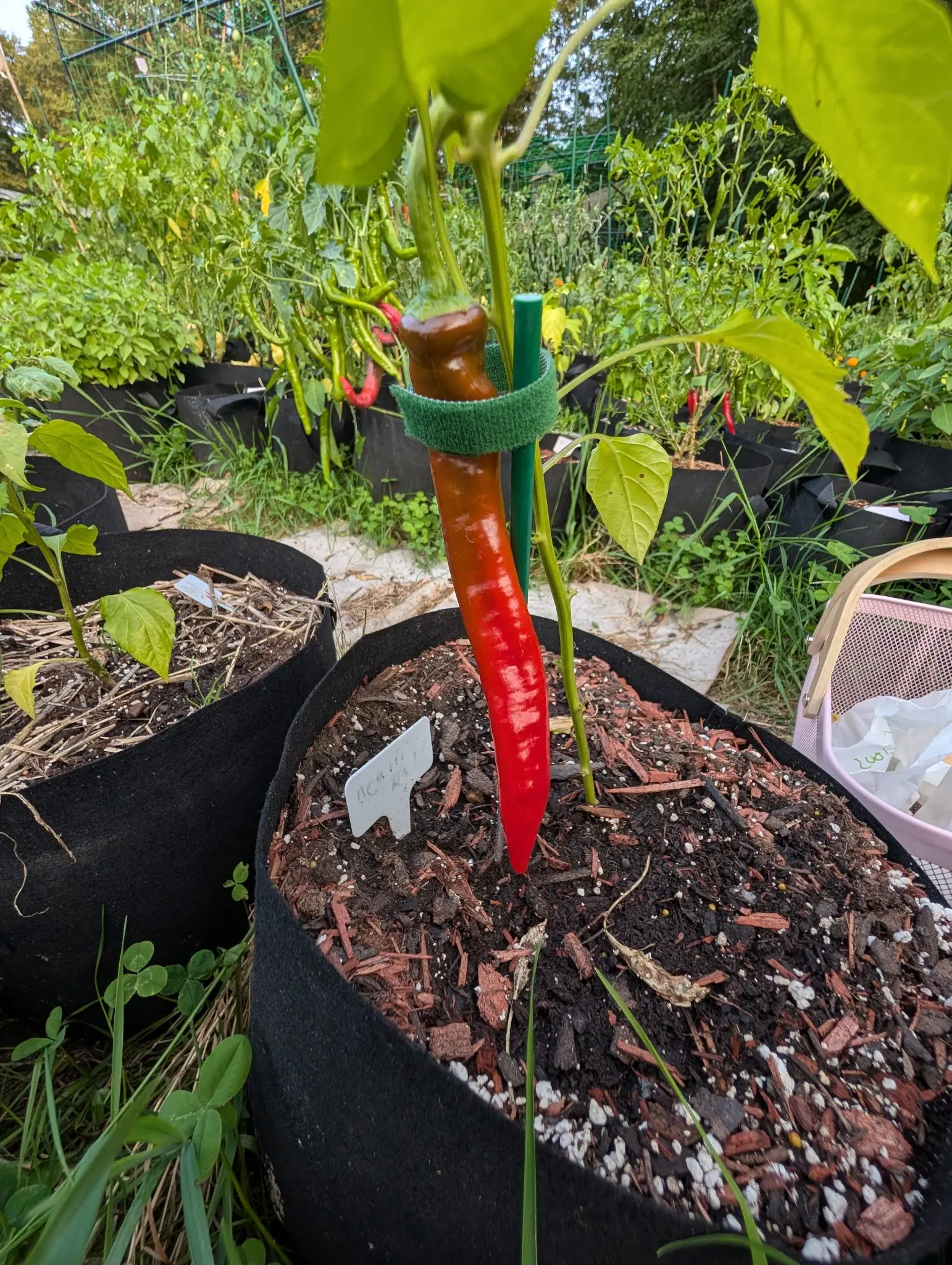 A Cowhorn pepper on 9 August hanging the full drop of the frame, glossy scarlet over its lower two thirds and dull bronze-brown across the shoulder and neck, with the bed behind it carrying the same long pods in green, yellow and red.