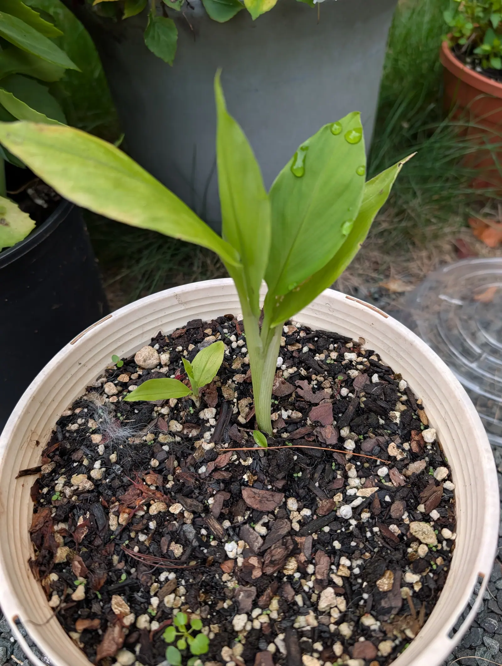 A young shoot on 10 August, four or five broad blades fanning out of a finger-thick sheathing stem with the newest still rolled into a spike, each blade running one strong pale midrib and fine parallel veins, one of them holding a row of droplets.