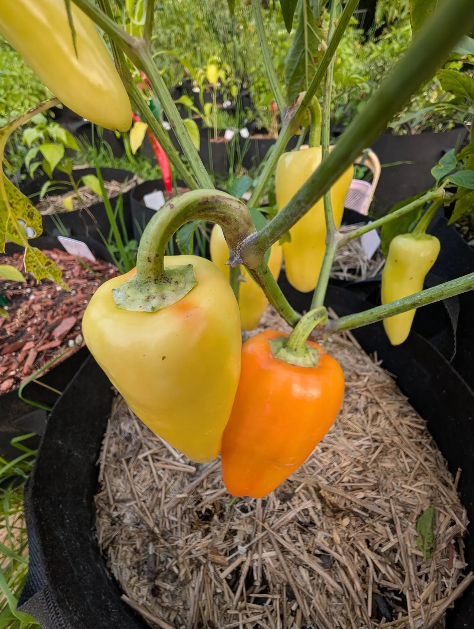 Two Gatherer's Gold peppers on 9 August hanging shoulder to shoulder, the left creamy lemon with an apricot flush spreading down one flank and the right fully tangerine, and one slender scarlet pod from a different plant cutting in at the top.