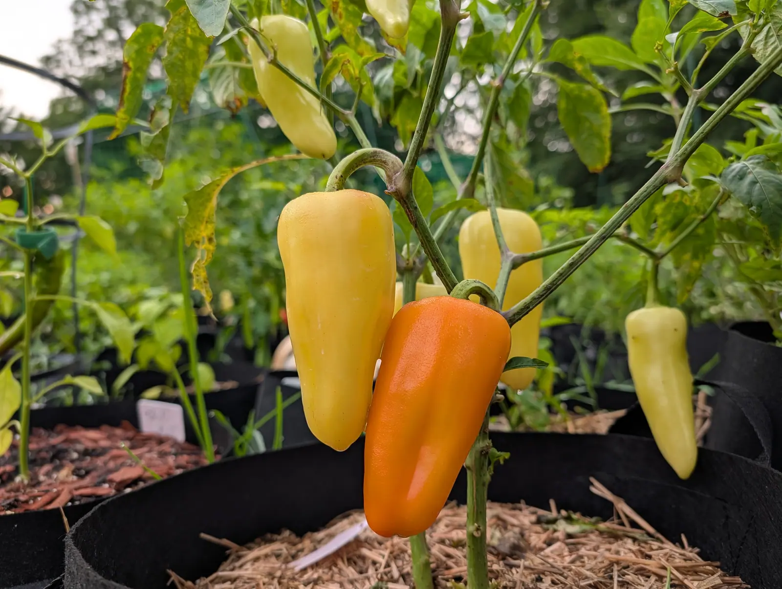 Gatherer's Gold peppers on 10 August seen from below against a blown-out white sky, the front one fully ripe tangerine and finely dimpled along its length, the one behind it still creamy lemon with a faint apricot blush on the shoulder.