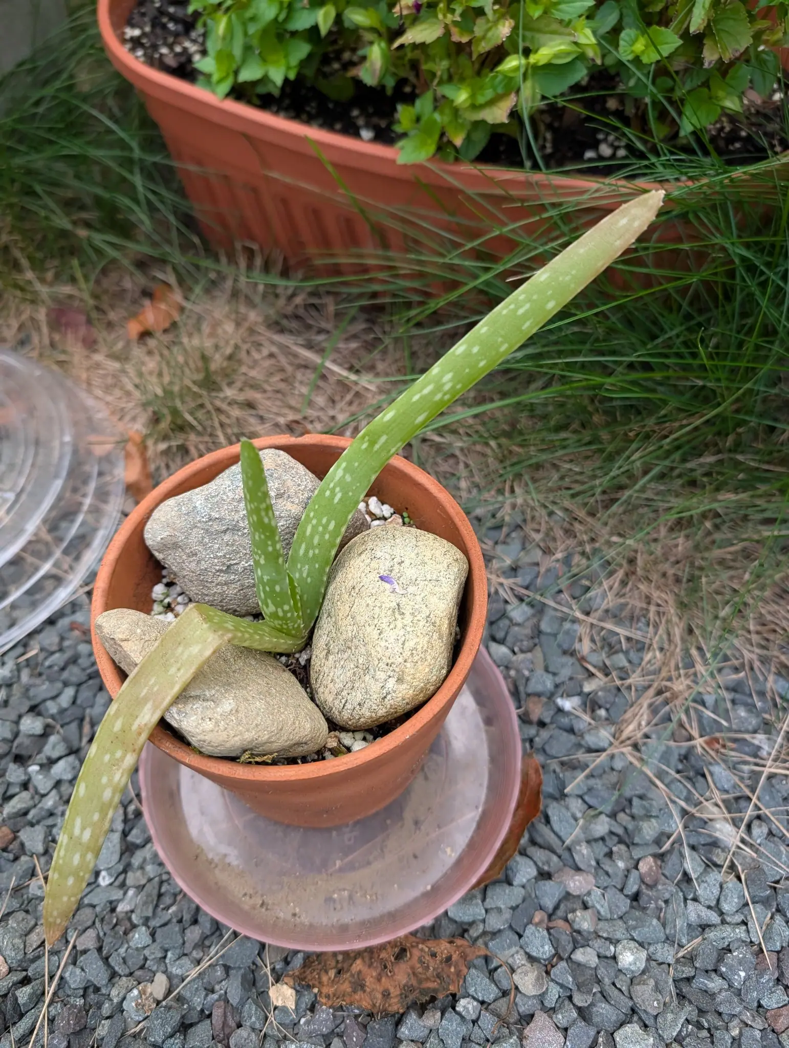 A young aloe vera on 10 August, four or five triangular fleshy leaves arching out of one point and scattered with soft white oblong blotches, one lolling right over the rim, and a single violet petal fallen on one of the cobbles laid around it.