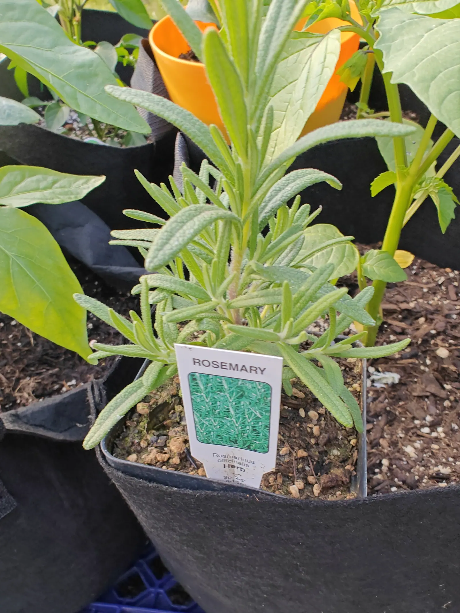 A rosemary on 5 June, still in its own nursery pot set down inside the bag, its stems crowded end to end with narrow leaves held stiffly out at right angles, each one warty on top and rolled tight under, bright green only at the tips.