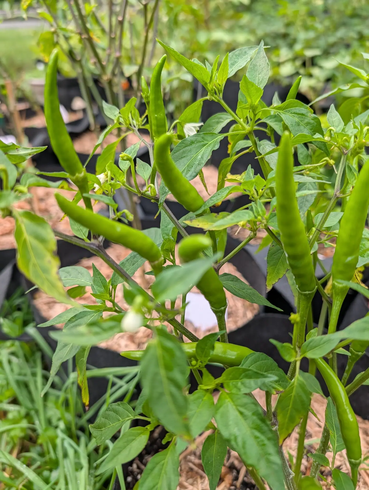 Thai Dragon chilies on 10 August, eight or nine slender pods held erect and angled outward, evenly tapered and curved like sickles and all still glossy grass-green, with three or four white flowers open among the leaves and one bud nodding below.
