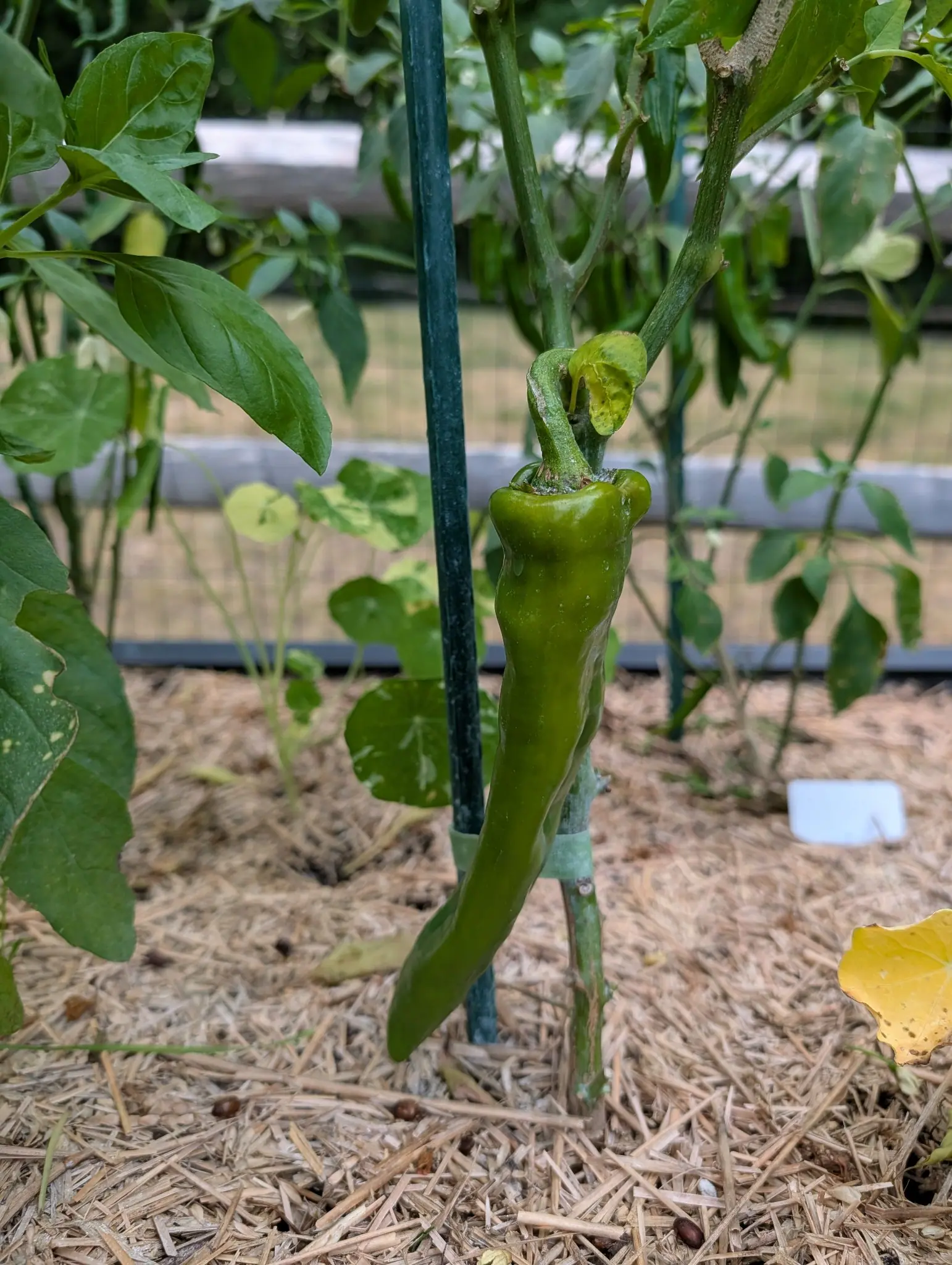 A Thai Dragon pepper on 10 August, unusually broad at the top: a wide three-lobed shoulder narrowing unevenly down a creased and dented body to a blunt tip hooked out to the left, brown corky scarring sunk in the well where the stalk meets it.