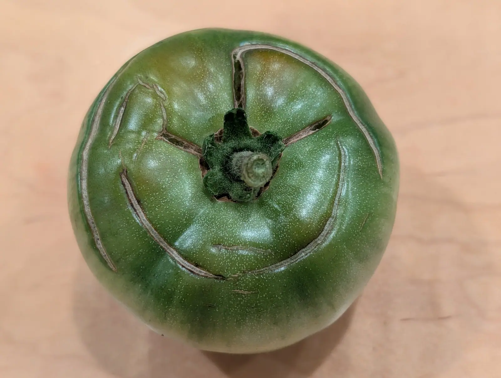 A picked Moskvich Heirloom tomato on 10 August from directly overhead, still grass-green and stippled all over with tiny raised white dots, healed silvery-tan cracks fanning out of the stem well and two long arcs sweeping around the shoulder.