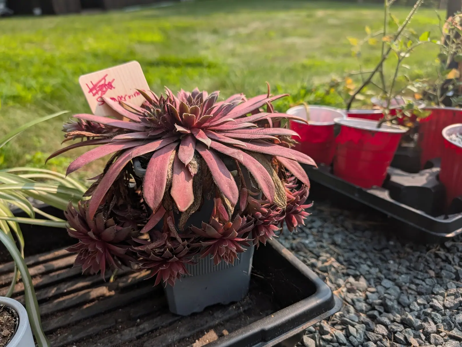 A Royal Ruby sempervivum on 10 August, one flat open rosette of strap leaves in wine-red and dusky rose with a chalky pink stripe up the center and white hairs fringing every margin, ringed by a dozen tight crimson offsets over the rim.