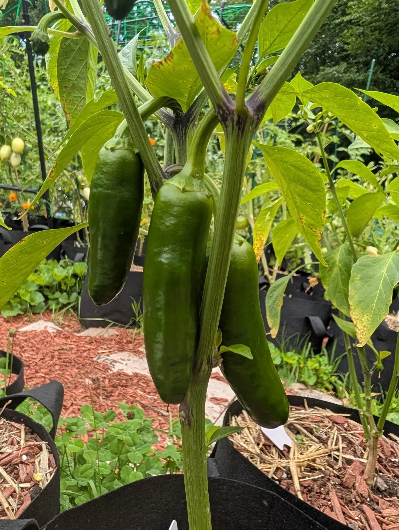 Megatron F1 jalapenos on 10 August, four stout blunt cylinders off one plant with broad shoulders and straight parallel sides, still deep bottle-green under a bluish waxy sheen, the stems behind them flushed purple-black at every node.