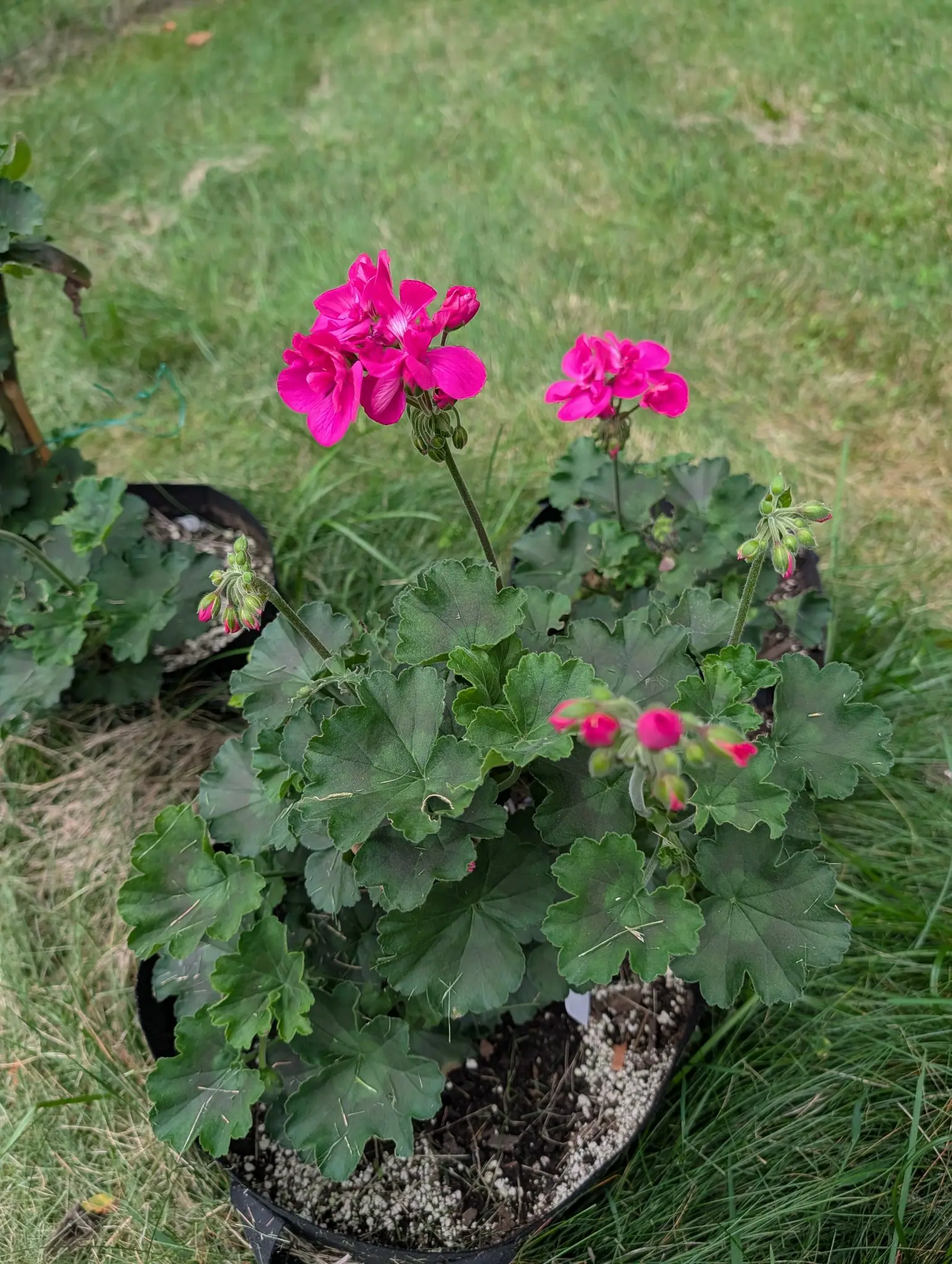 A geranium on 10 August, its almost circular velvety leaves scalloped at the margin and several carrying a faint darker horseshoe band inside the rim, two magenta umbels open high above them on bare stalks and four more still tight in bud.