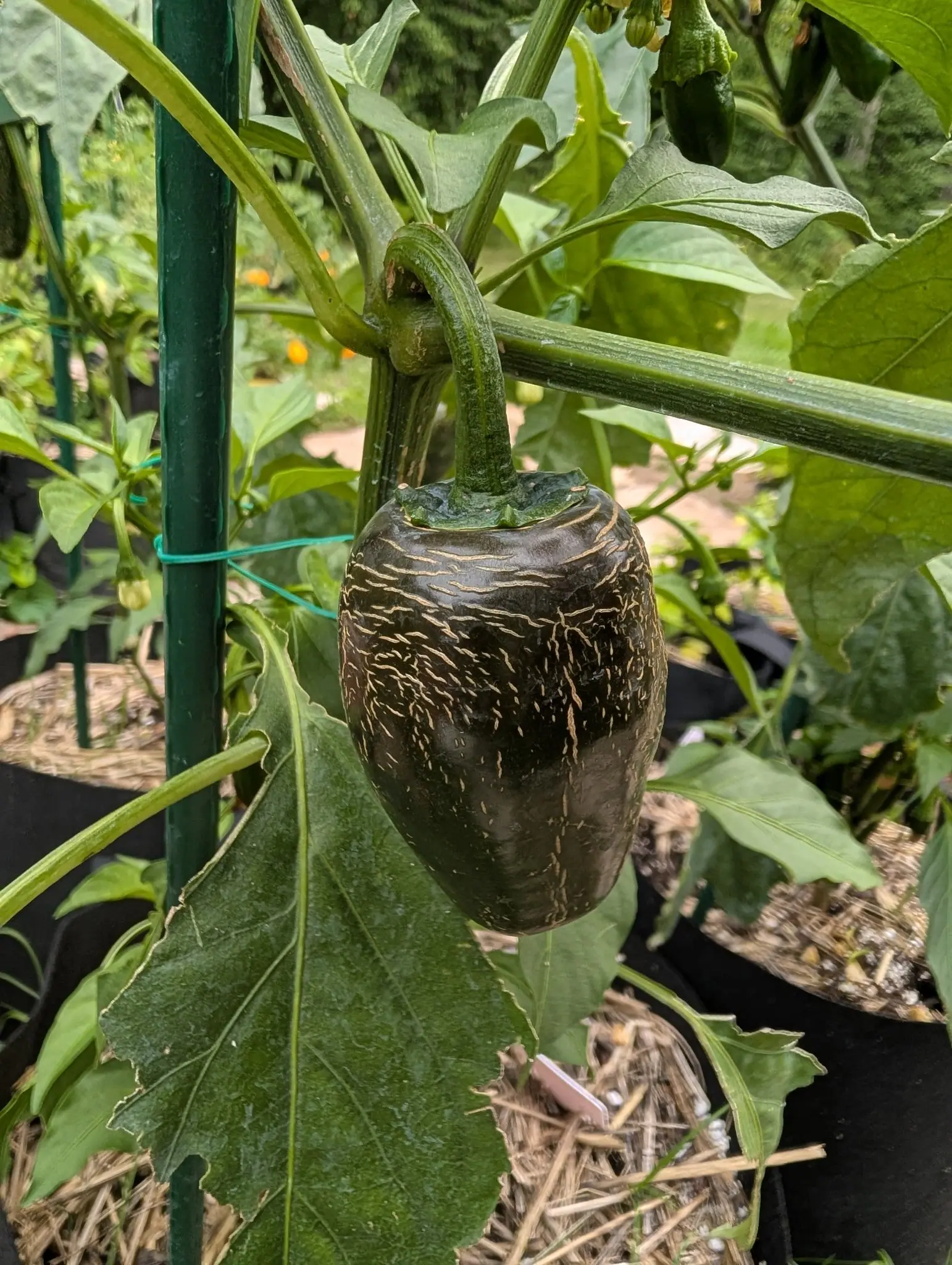 A Capeliente pepper on 10 August, a barrel-shaped oblong so dark it reads almost black-bronze in the shade, netted all over in tan-cream corky cracks, and on a different plant in the same frame plump cream buds nodding on thick hairy stalks.