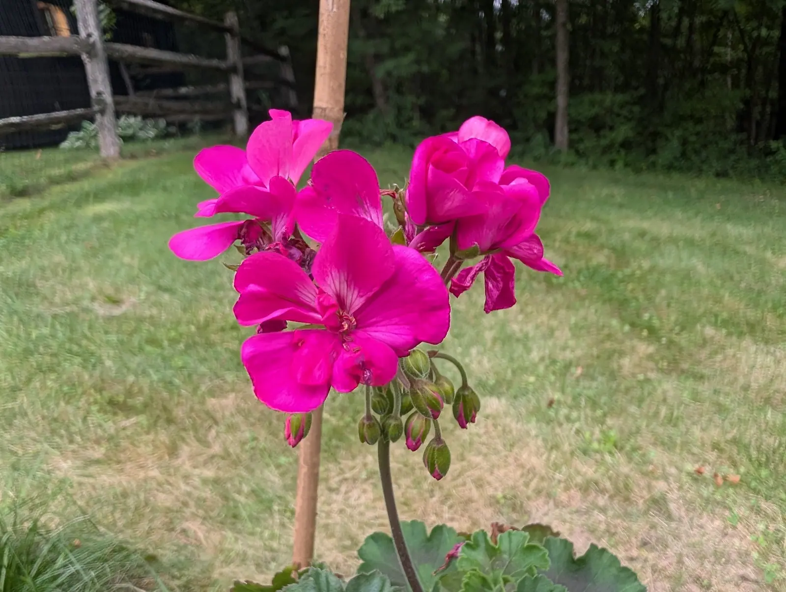 A geranium on 10 August, two magenta umbels held up on ridged hairy stalks with nothing but mown grass behind them, and slung below the nearer head a cluster of nine buds, each a pointed oval whose green sepals are split by a magenta stripe.