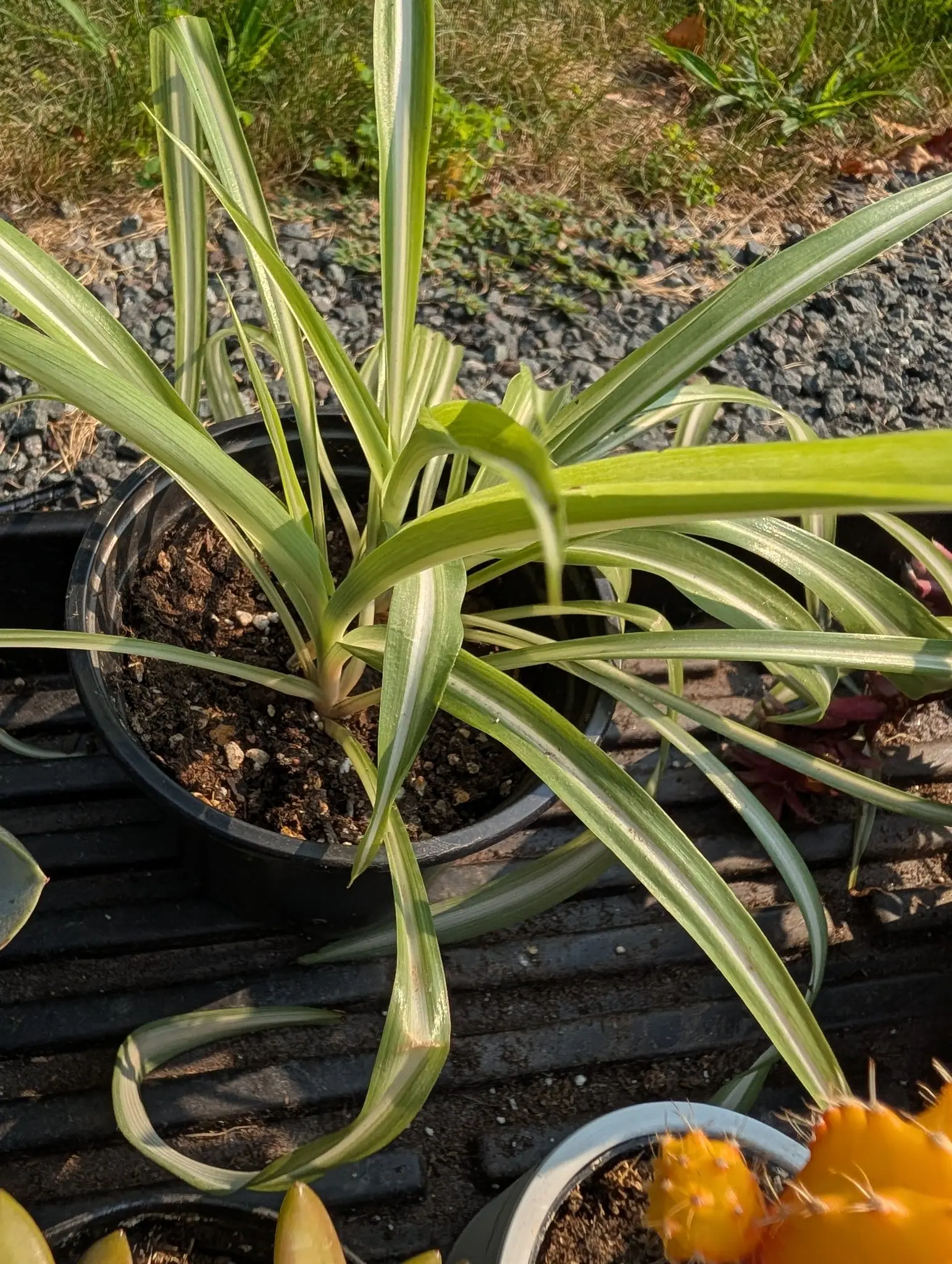 A spider plant on 10 August, twenty strap leaves out of one low crown of fleshy bases, each with a broad creamy band down the middle and clean green margins either side, the short inner ones upright and the long outer ones kinking as they hang.