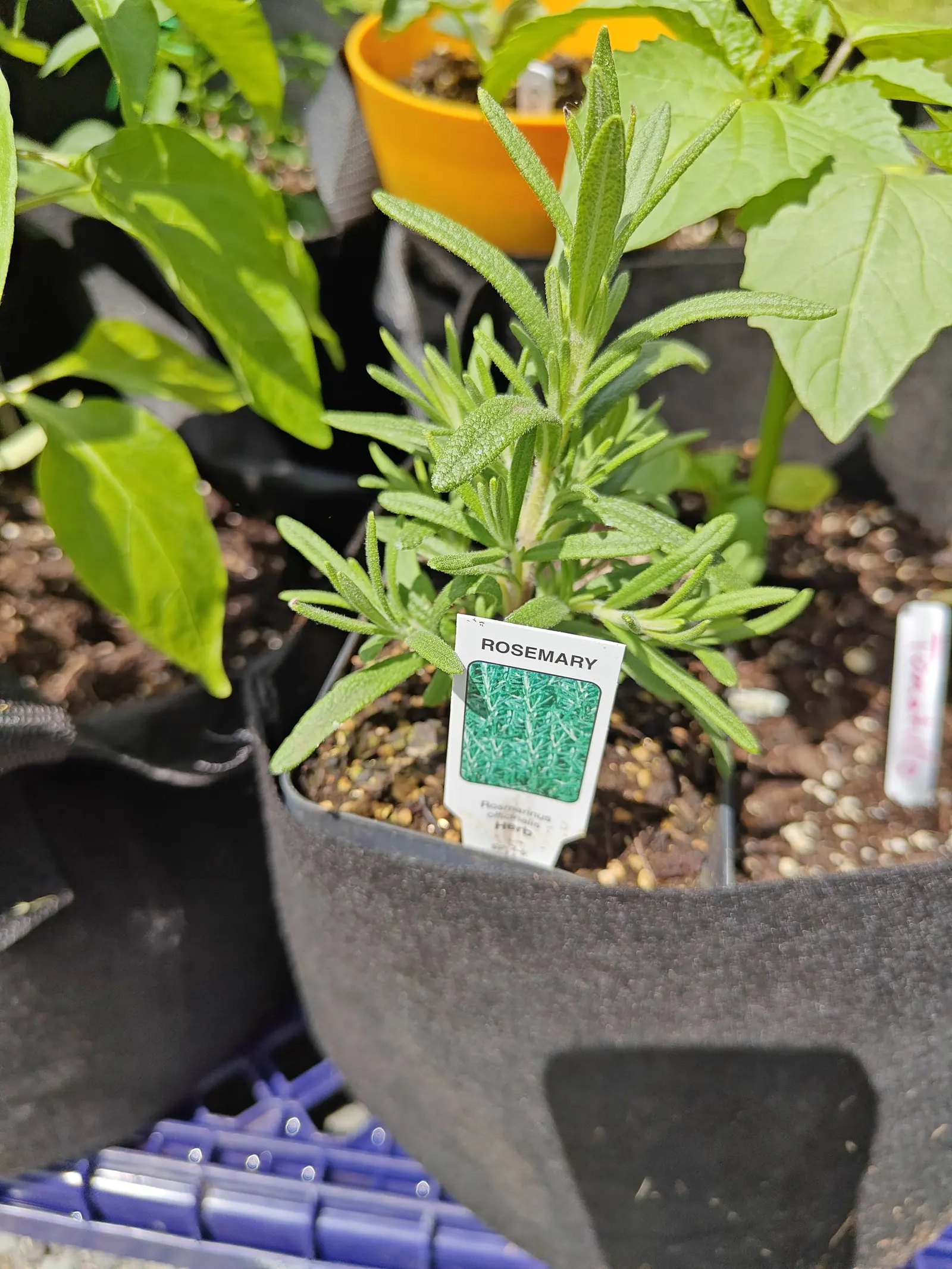 A rosemary on 6 June, its pot now sunk down into the bag, the leaves clustered tightest at the growing tips — gland-dotted above, fringed with fine white hairs along edge and midline, and paler, almost whitish, underneath.