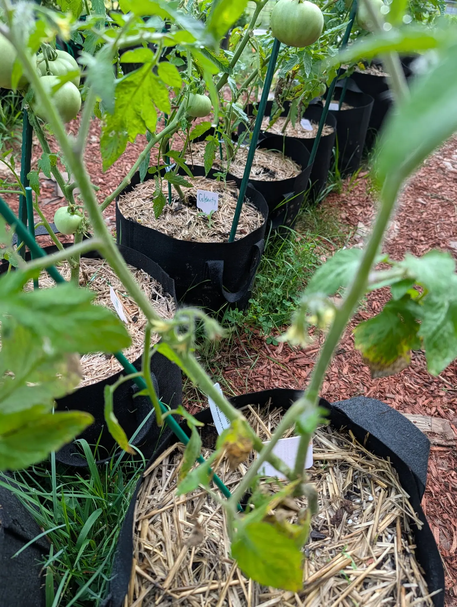 Celebrity tomatoes on 12 August, large smooth globes slightly wider than tall in pale grass-green with faint darker shading running lengthwise, the largest under a fine matt bloom with its stem stub still standing at the crown.