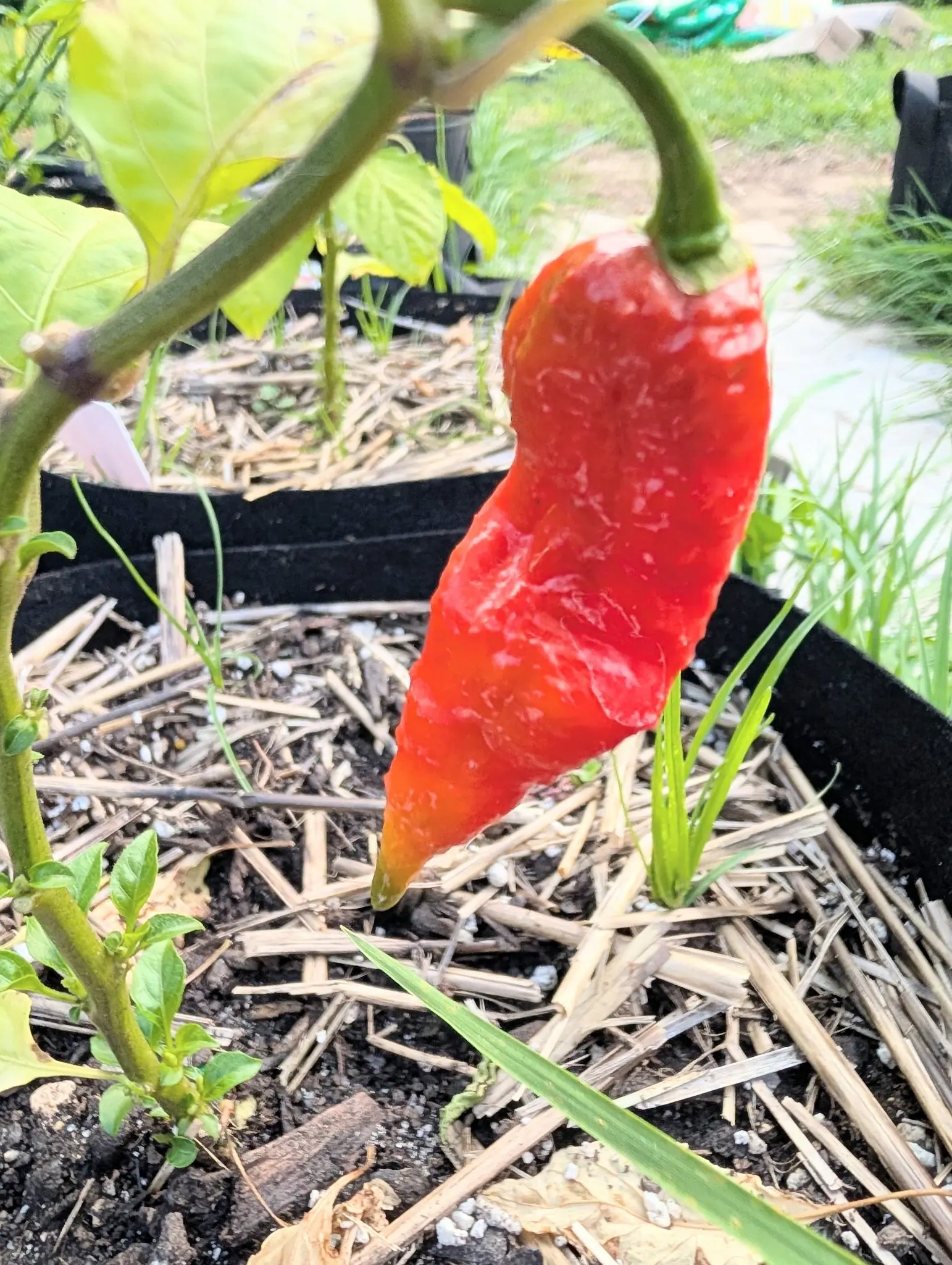 A Ghost chili on 12 August, glossy scarlet shading to orange-red along its lower third, lumpy with dented shoulders and narrowing through a kink to a fine tip that curls left, a dense net of pale corky striations worked over its middle.