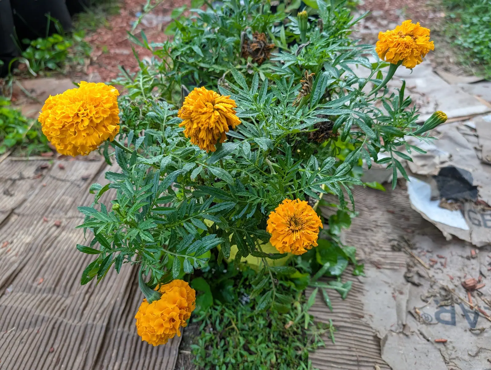 Marigolds on 12 August after rain, five dense doubles of ruffled incurved rays each sitting in a smooth green cup, one open far enough to show the ring of small tubular florets at its middle and three more already dried to rust-brown seed tufts.