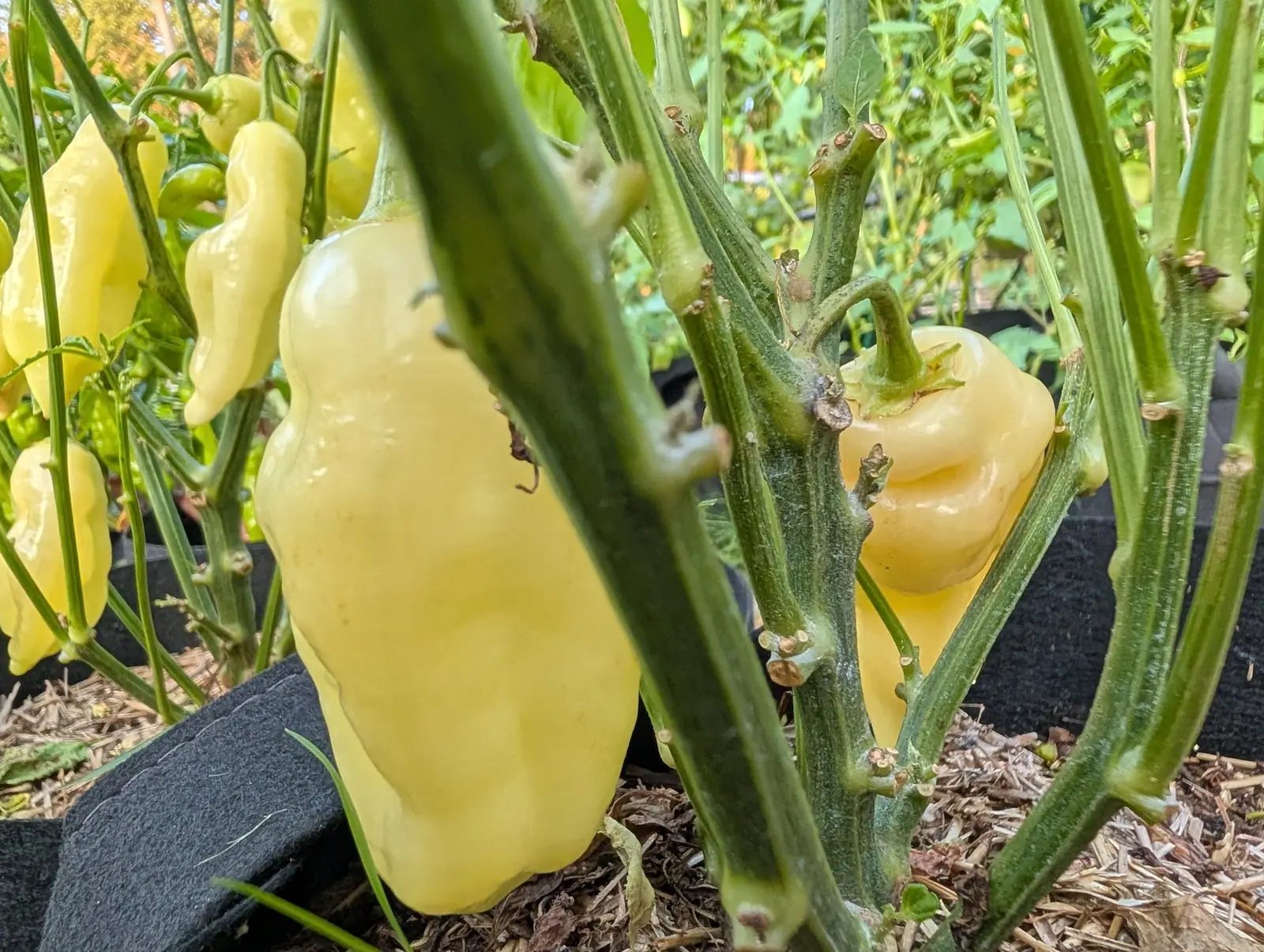 Sugar Rush Peach chilies on 12 August, eight ivory-cream pods shading to butter-yellow with one shoulder creased into two deep transverse folds, and every node on the stems knobbed with the pale corky scars of fruit picked or dropped.