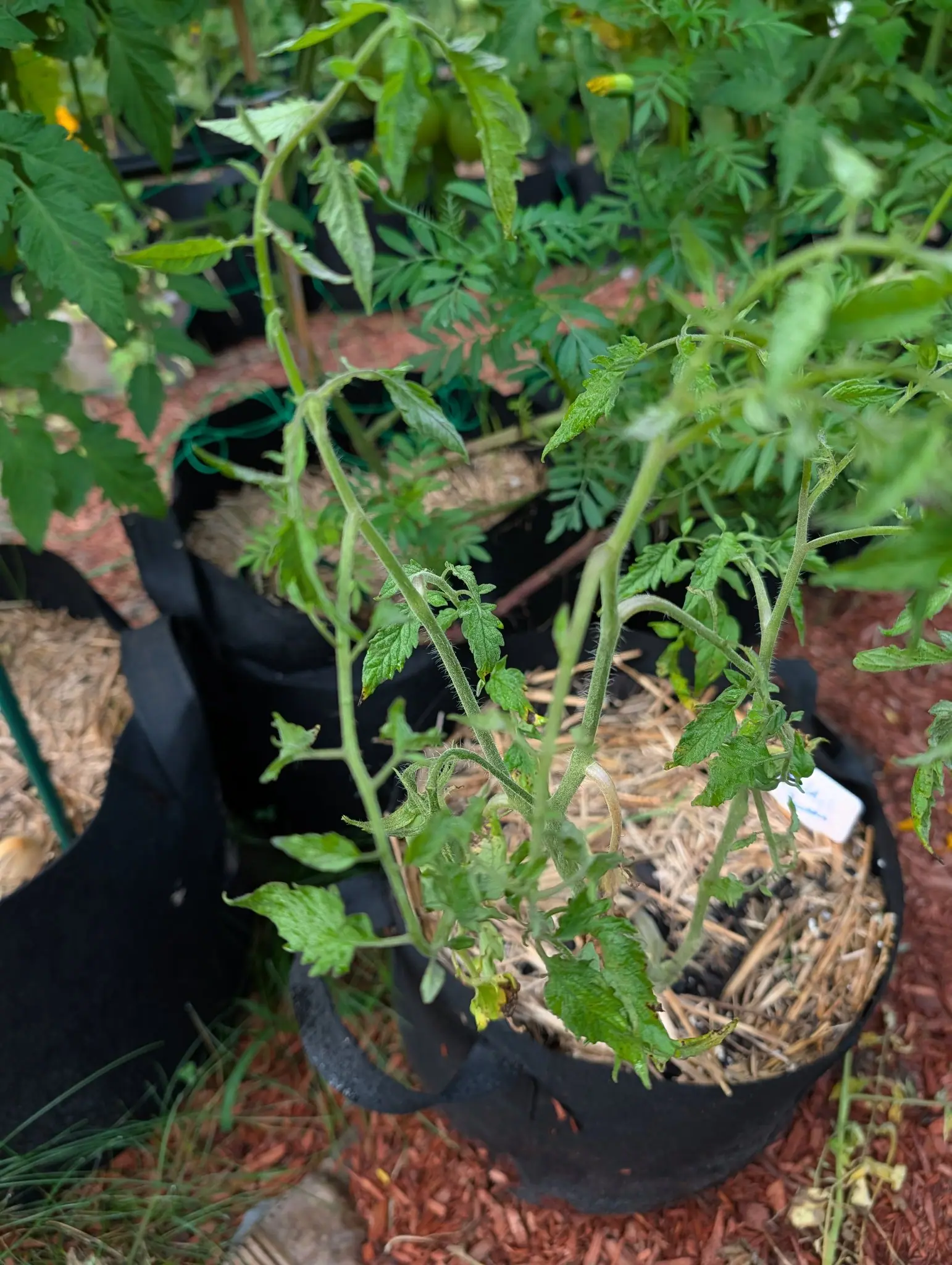A Speckled Roman tomato on 12 August with neither flower nor fruit on it, its wiry arching stems and leaf stalks bristling all over with stiff white hairs, the leaflets deeply toothed with small extra ones set between the main pairs.