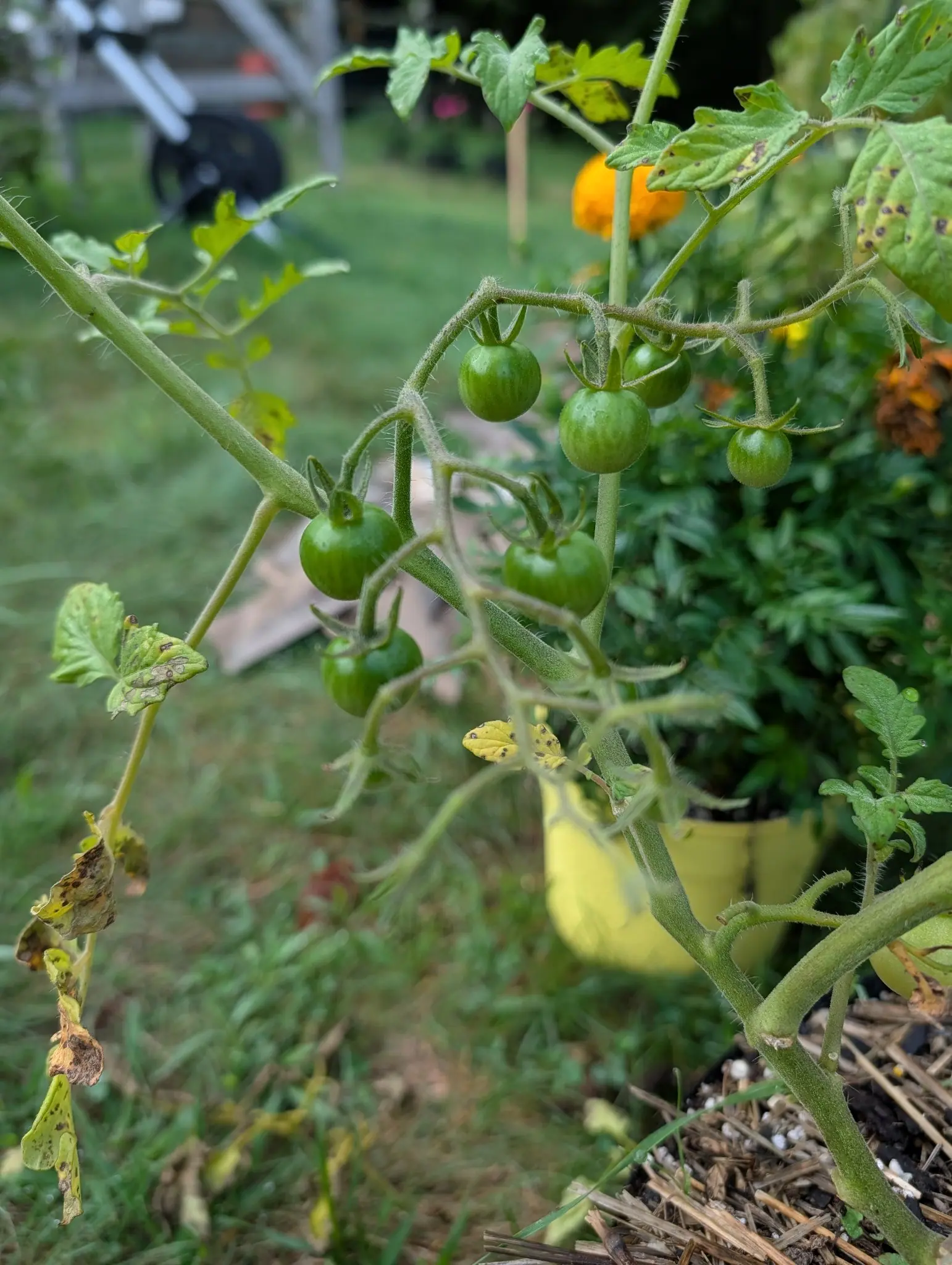 Super Sweet 100 tomatoes on 12 August, a branching truss of nine small green spheres faintly striped darker down their sides, each calyx flaring its narrow lobes back off the fruit, every stem in shot thickly clothed in stiff white hairs.