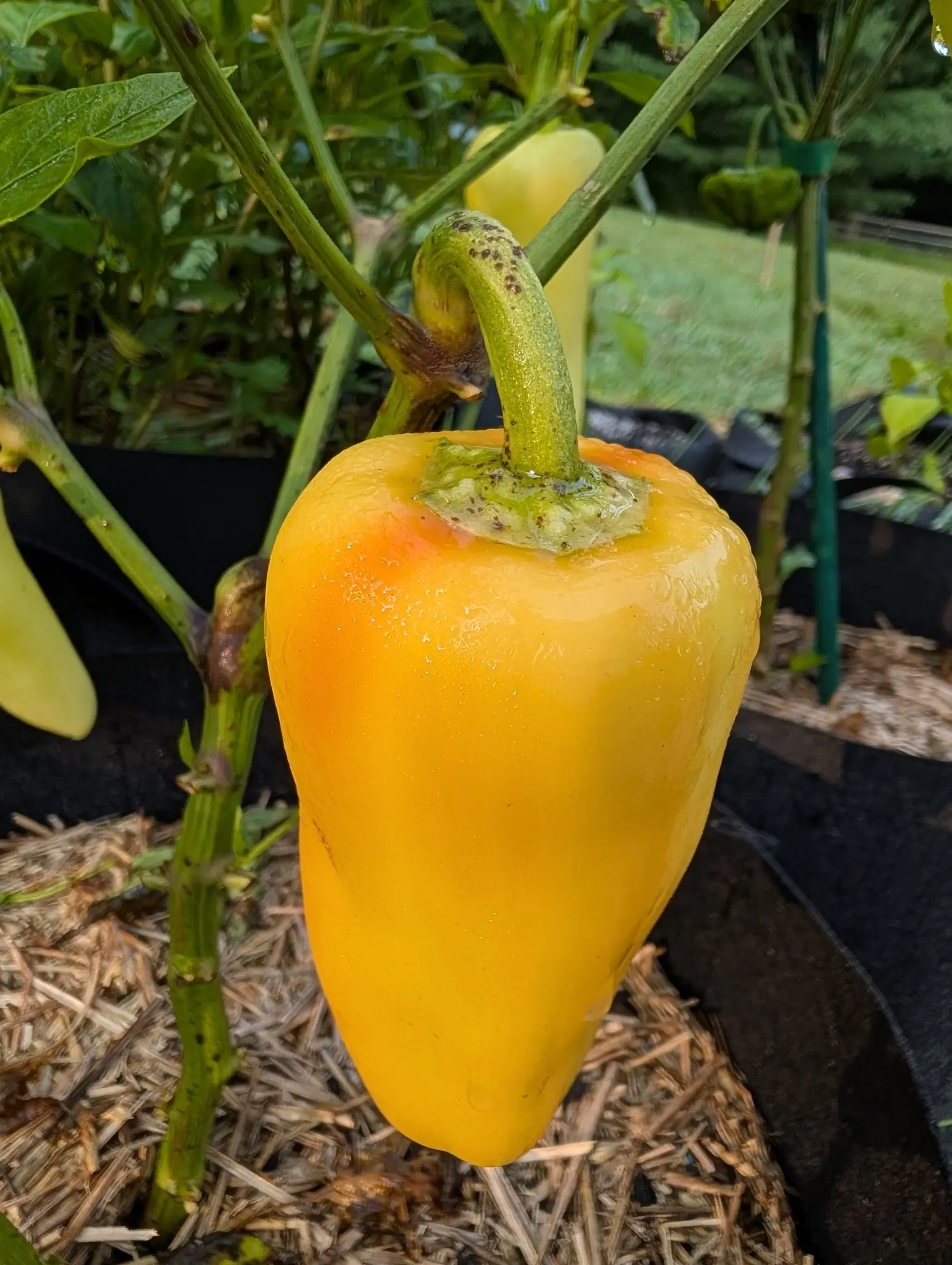 A Gatherer's Gold pepper on 12 August, blocky-shouldered and creased twice down the near face, deep egg-yolk yellow flushed apricot on one shoulder and still green under its knobbed calyx, beaded all over in dull light after rain.