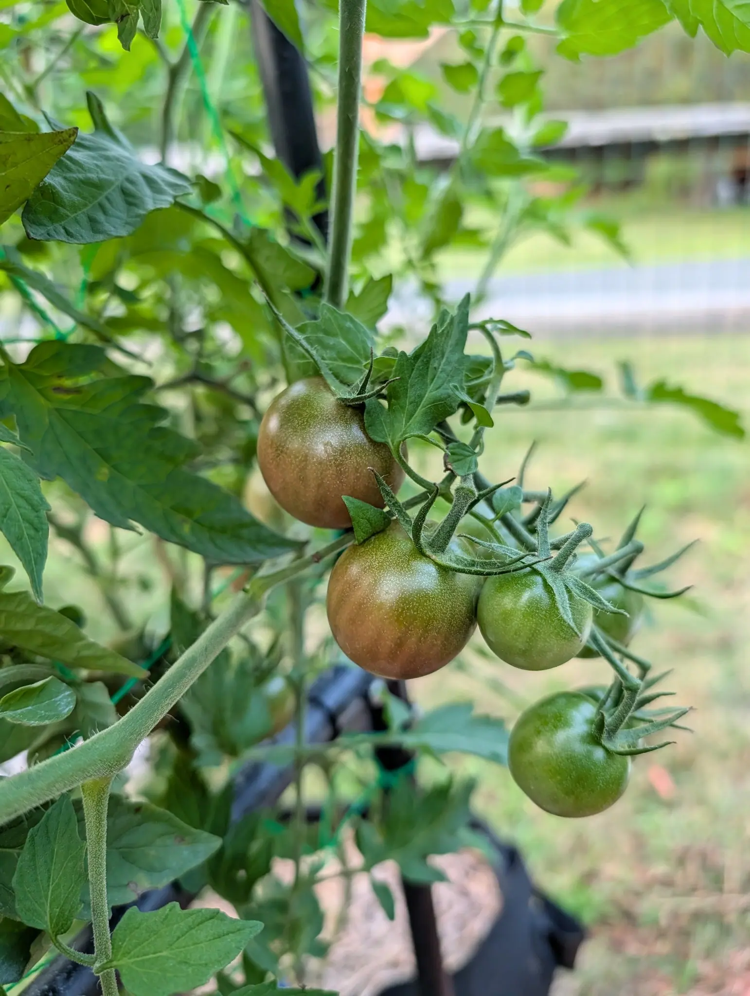 Black Cherry tomatoes on 12 August, six on one truss and no two at the same stage — the nearest gone olive at the shoulder and muddy red-brown below, their satin skin stippled all over with fine cream dots, in flat dull daylight.