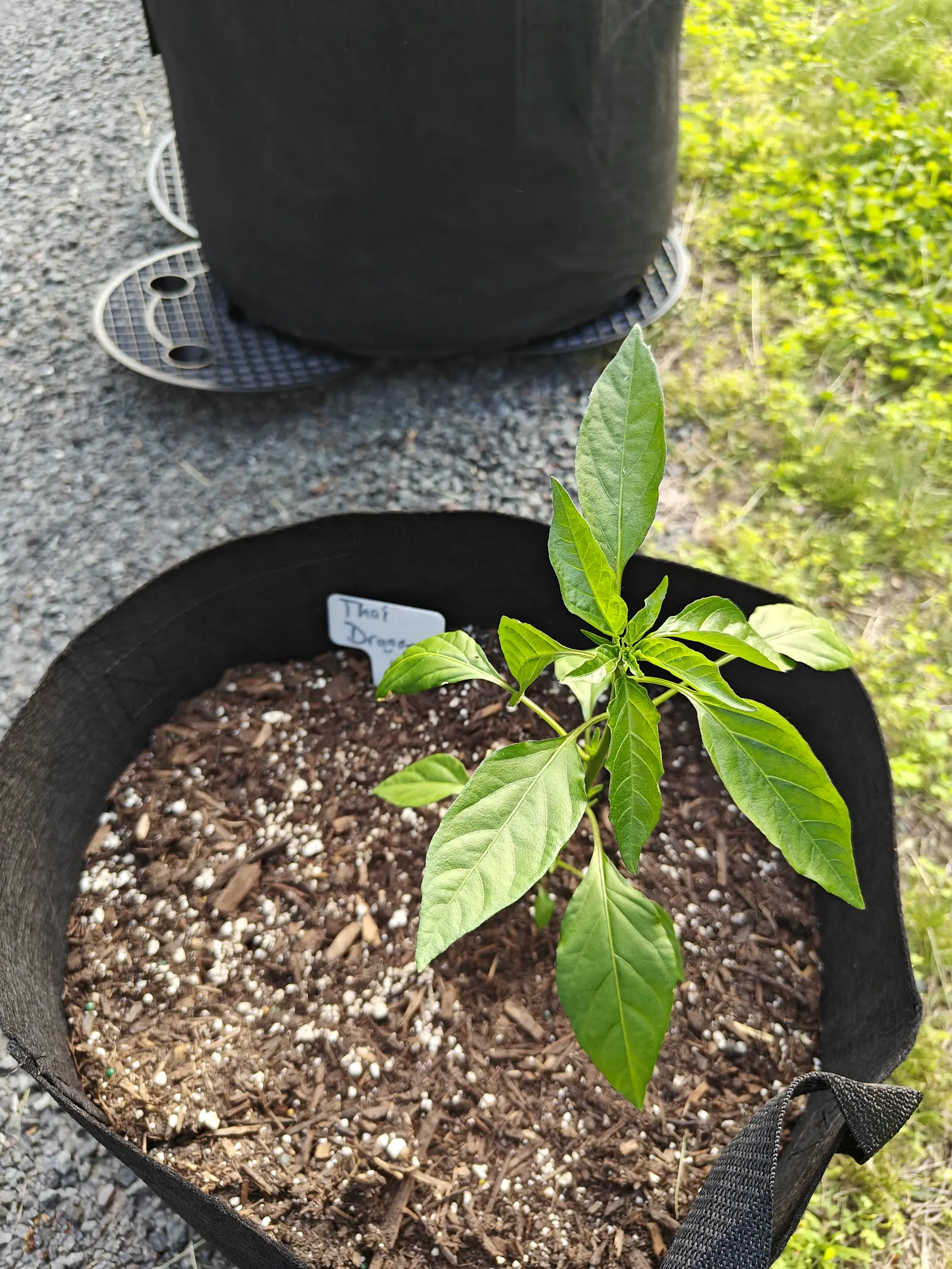 A Thai Dragon pepper on 5 June, still all leaf and no bud — a dozen blades crowded into a rosette at the shoot tip, each drawn to a long point and quilted between sunken veins, one pale new shoot breaking at the crown under hard direct sun.