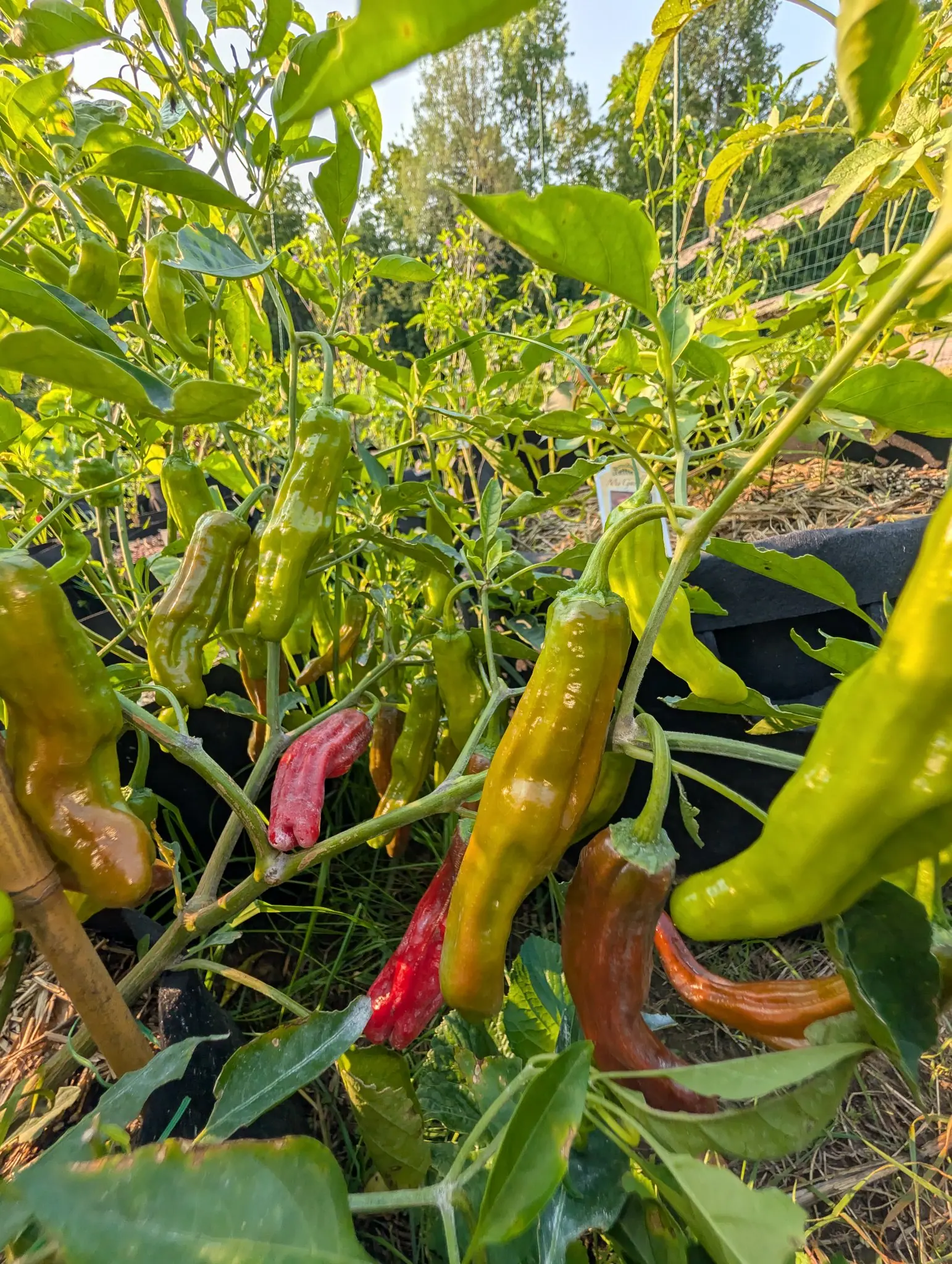 Dragon Roll chilies on 12 August, shot from inside the bush looking up: kinked wrinkled fruit running green to olive to chocolate to scarlet, the change creeping up from each tip, spider silk strung between the backlit leaves.