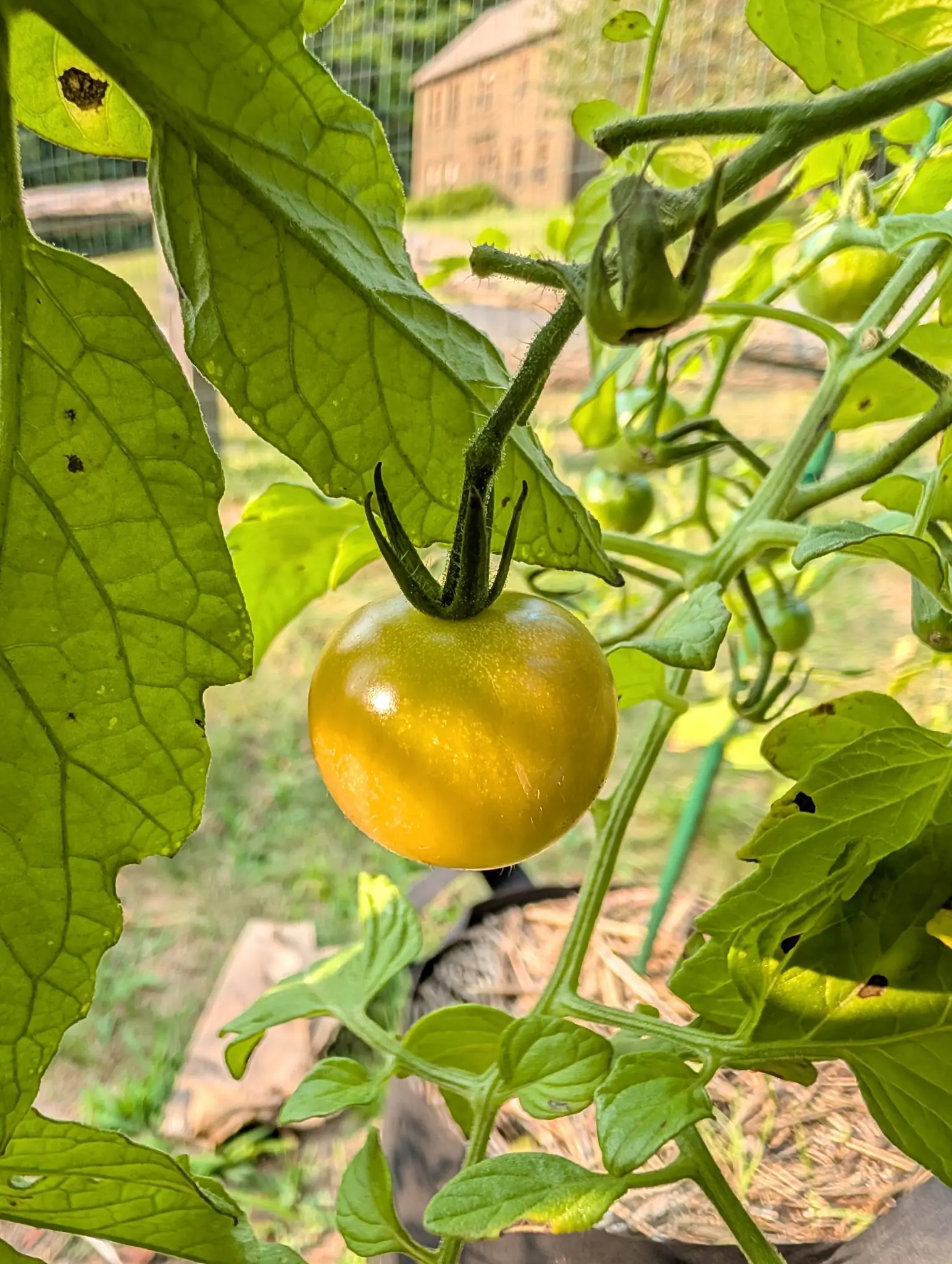 A Czech's Bush tomato on 12 August, ripening from the bottom up — pale green at the shoulder, warm golden amber over the lower half with faint vertical banding — its broad potato-leaf foliage lit right through by low sun.