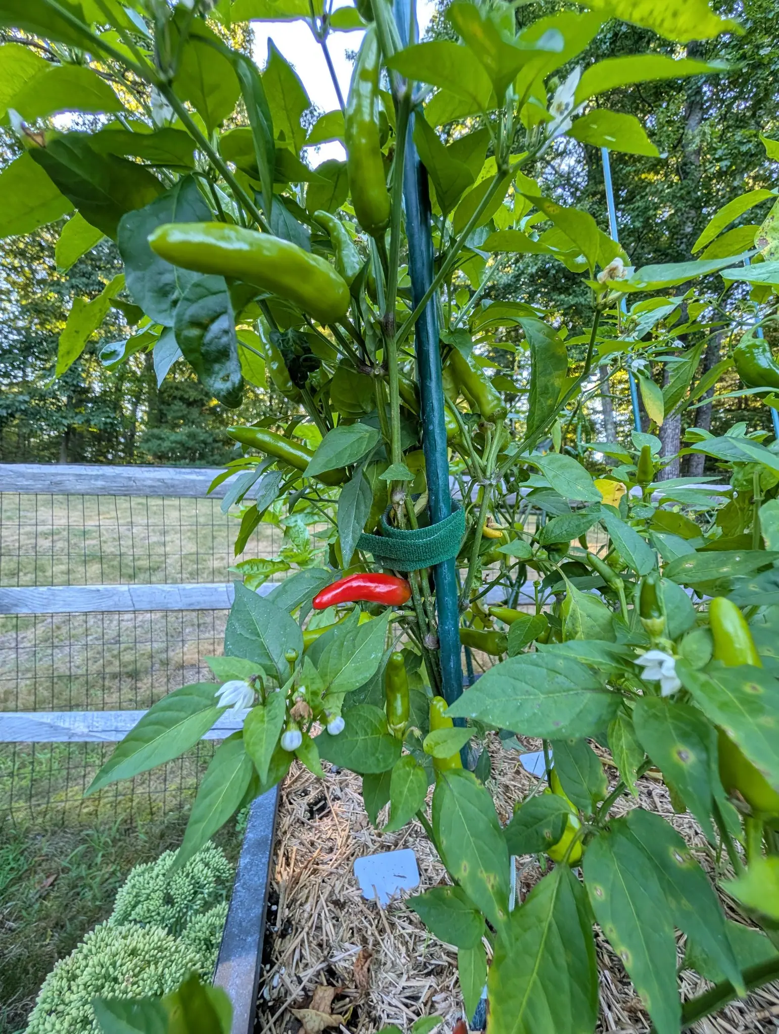 A Piri Piri plant on 15 August, flowering and cropping at once — nodding white stars among fifteen slim green chilies, the longest outreaching the leaf blades beside them, and one gone comma-curved scarlet in low evening sun.