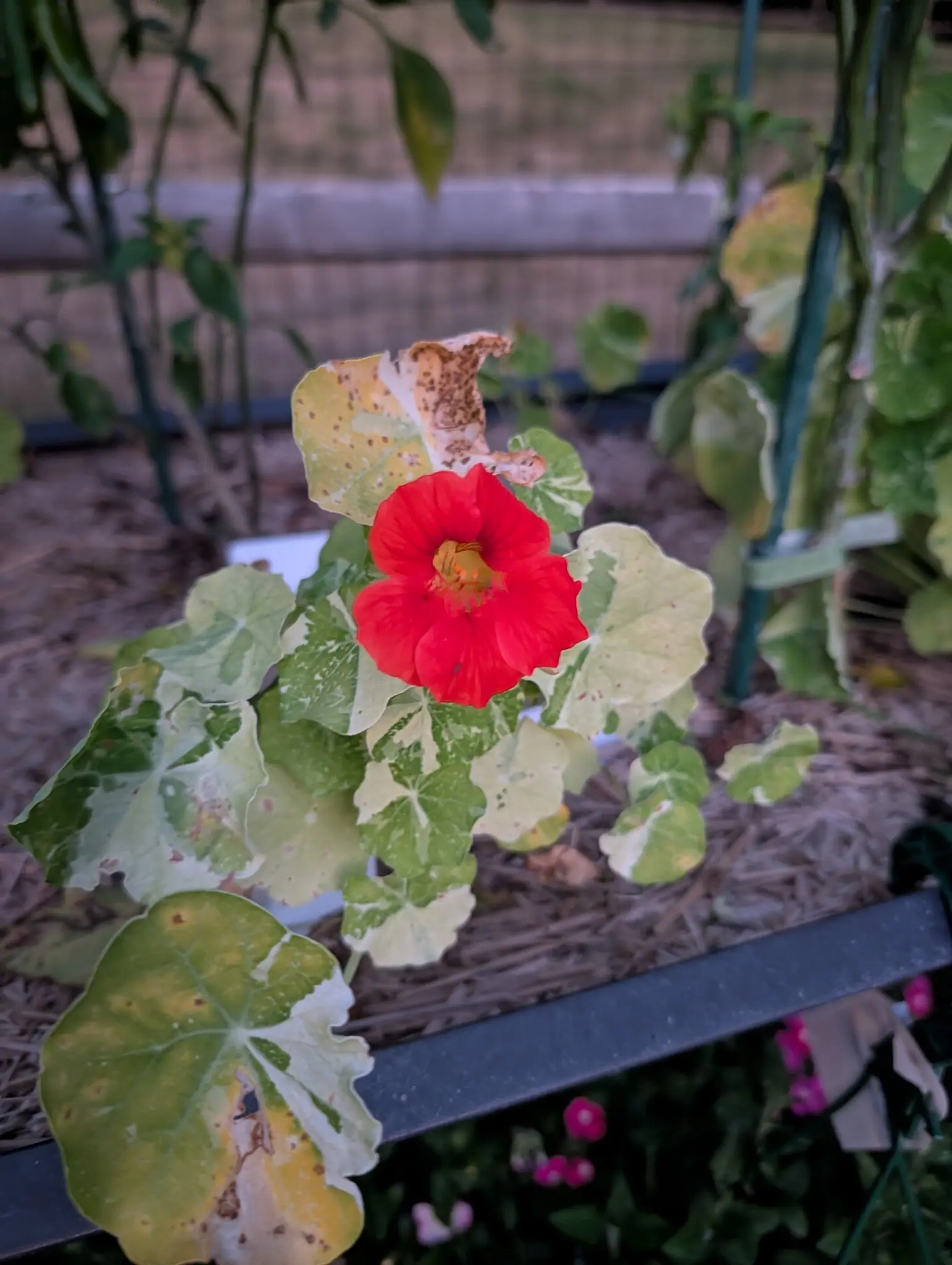 An Alaska Mix nasturtium on 15 August, one scarlet-orange flower open over shield-shaped leaves marbled cream and green, its five notched petals veined deeper red and closing on a small gold throat lined with orange, in dim dusk light.