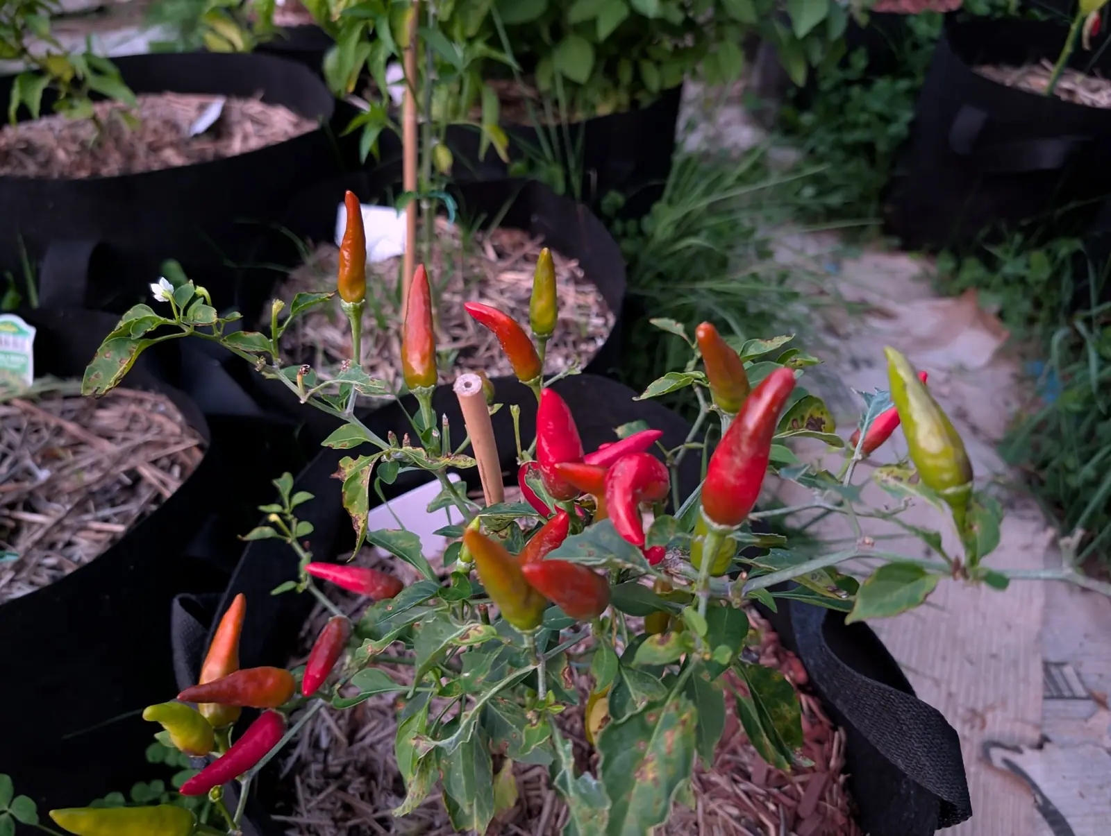 A Chili Red plant on 15 August seen from above, twenty slender cones standing point-up clear of the leaves and the whole sequence side by side — yellow-green, olive, red creeping up from the tip, then deep scarlet — in dim late light.