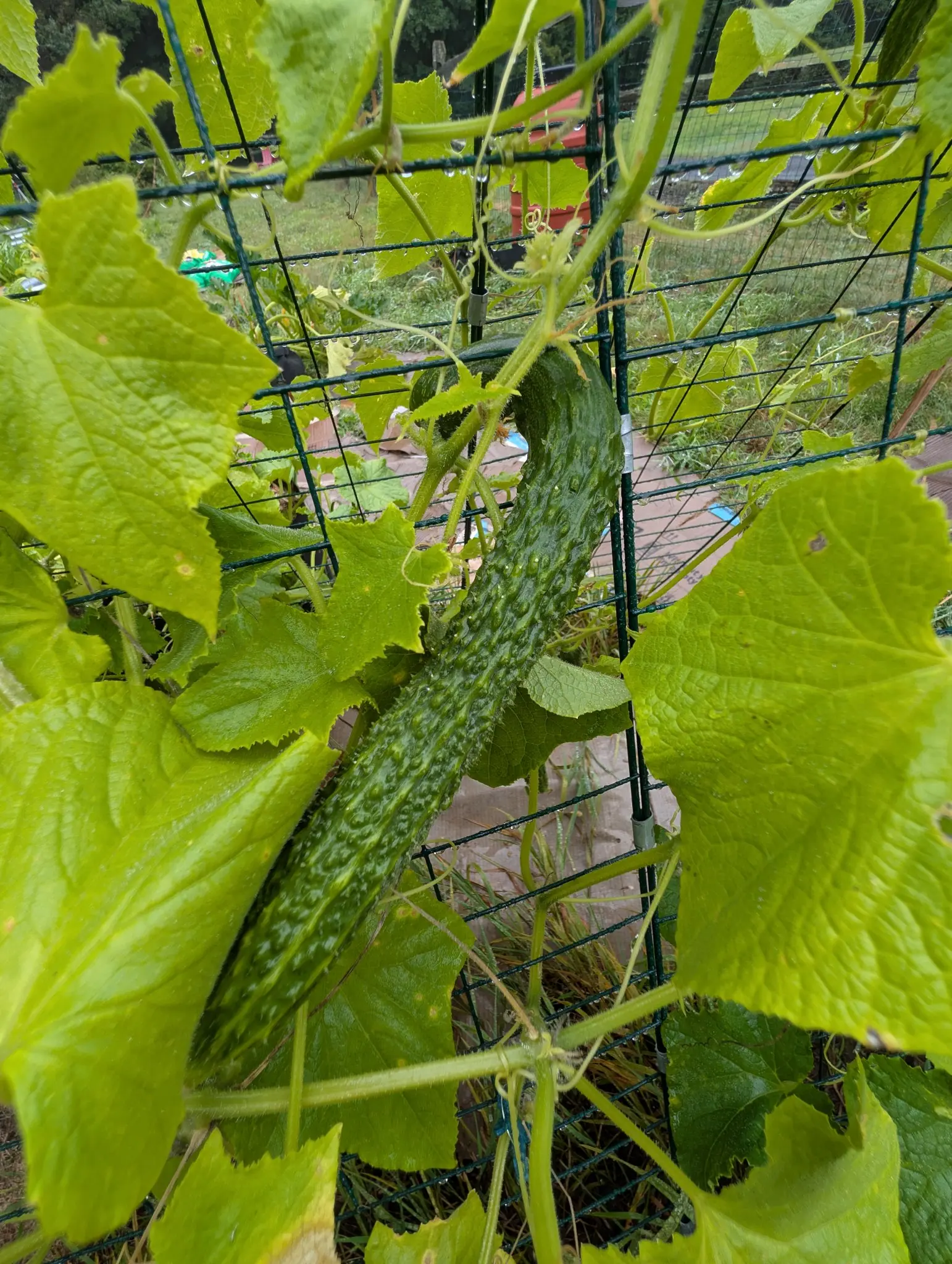 A Suyo Long cucumber on 17 August hanging straight down the frame, its dark ridges broken into rows of warts and every wart carrying a short white prickle, with rainwater beaded along it and hanging off every wire behind.