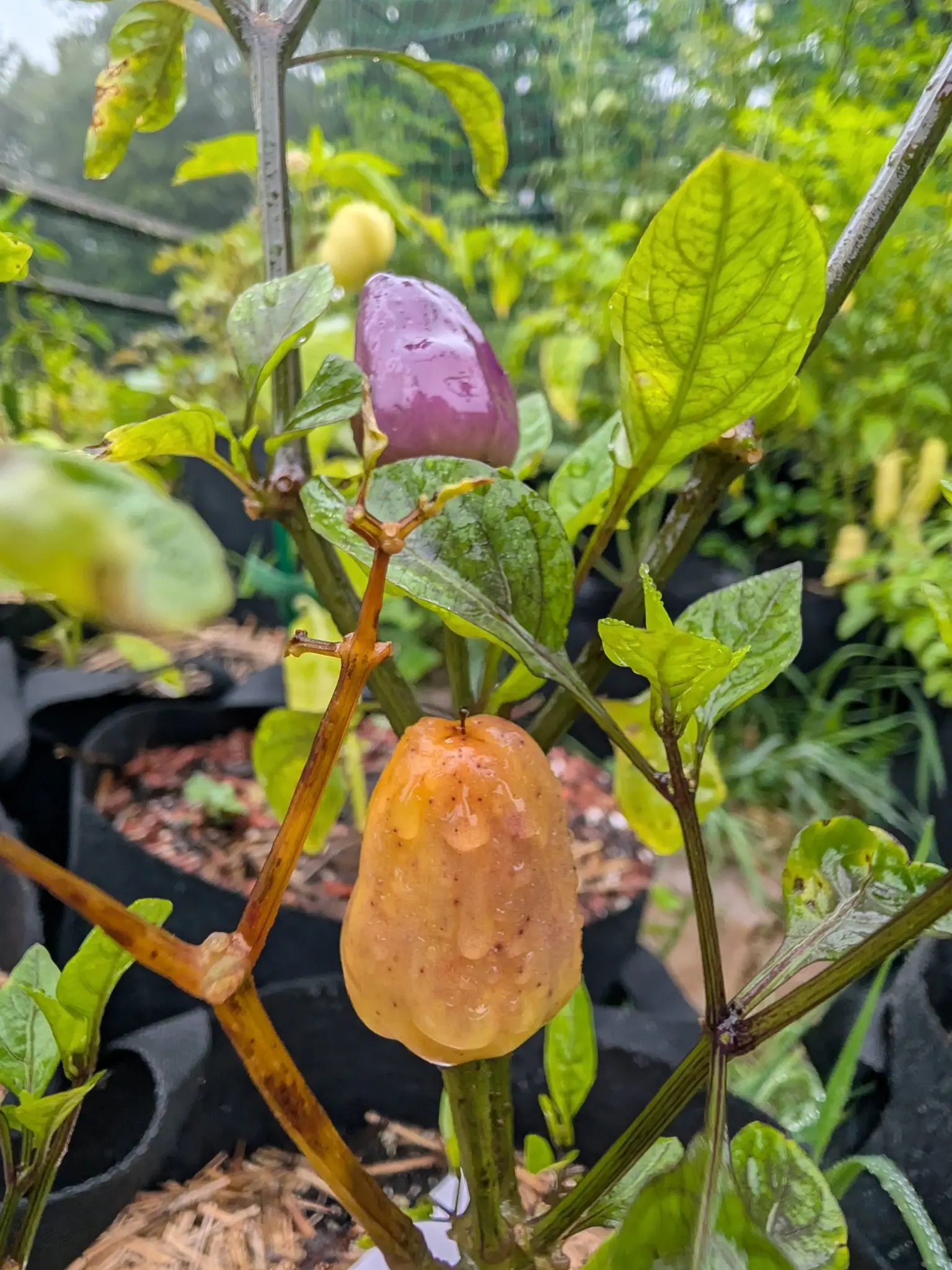 Chinese 5-Color peppers on 17 August, two on one plant and both standing point-up — an apricot-yellow one streaming with rain, freckled russet and still carrying a withered style stub at its tip, and a violet-purple bullet above it.