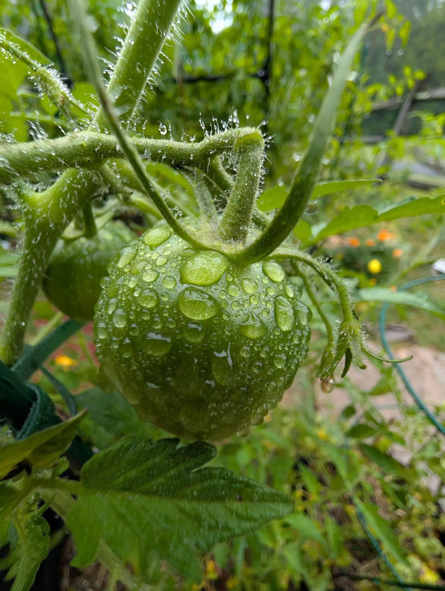 A Manitoba tomato on 17 August, still green and matte under a sheet of rain, the biggest drops swelling into lenses that magnify the skin beneath and a bead caught on the tip of nearly every hair of its calyx, marigolds blurred behind.
