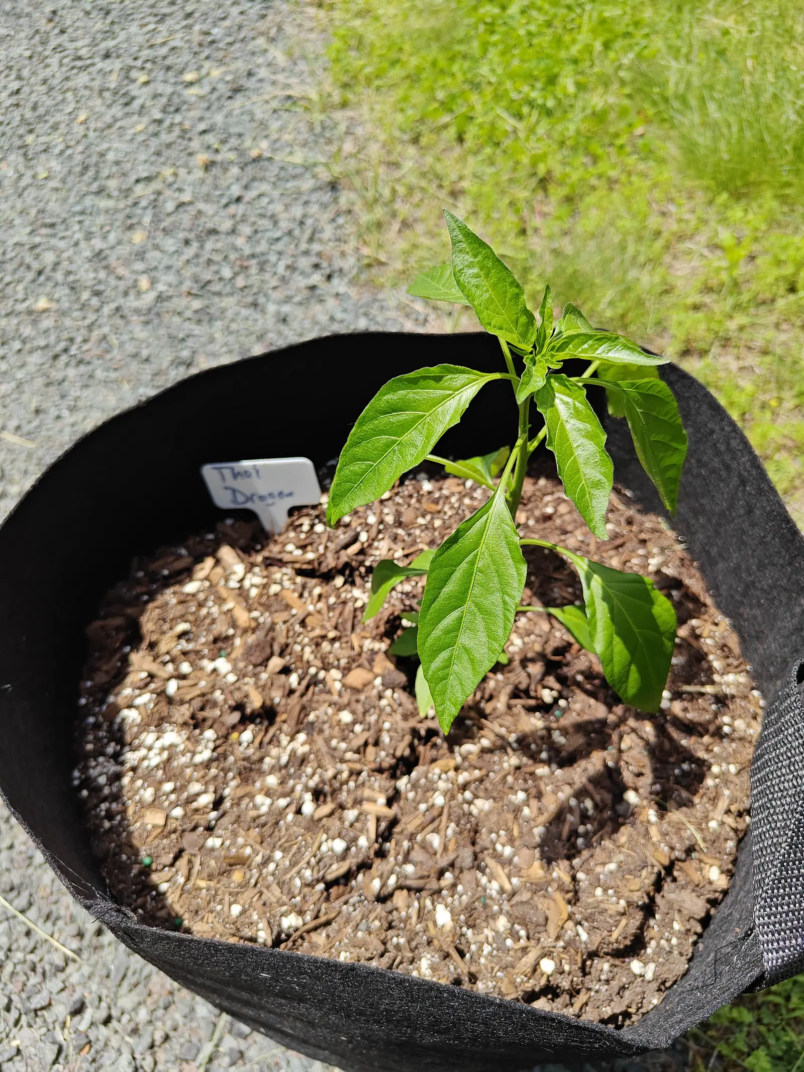 A Thai Dragon pepper on 4 June, set so far to one side that it holds only a corner of the frame — ten or twelve leaves in a rosette, margins faintly wavy, a fine short pubescence along the youngest midribs catching the sun.