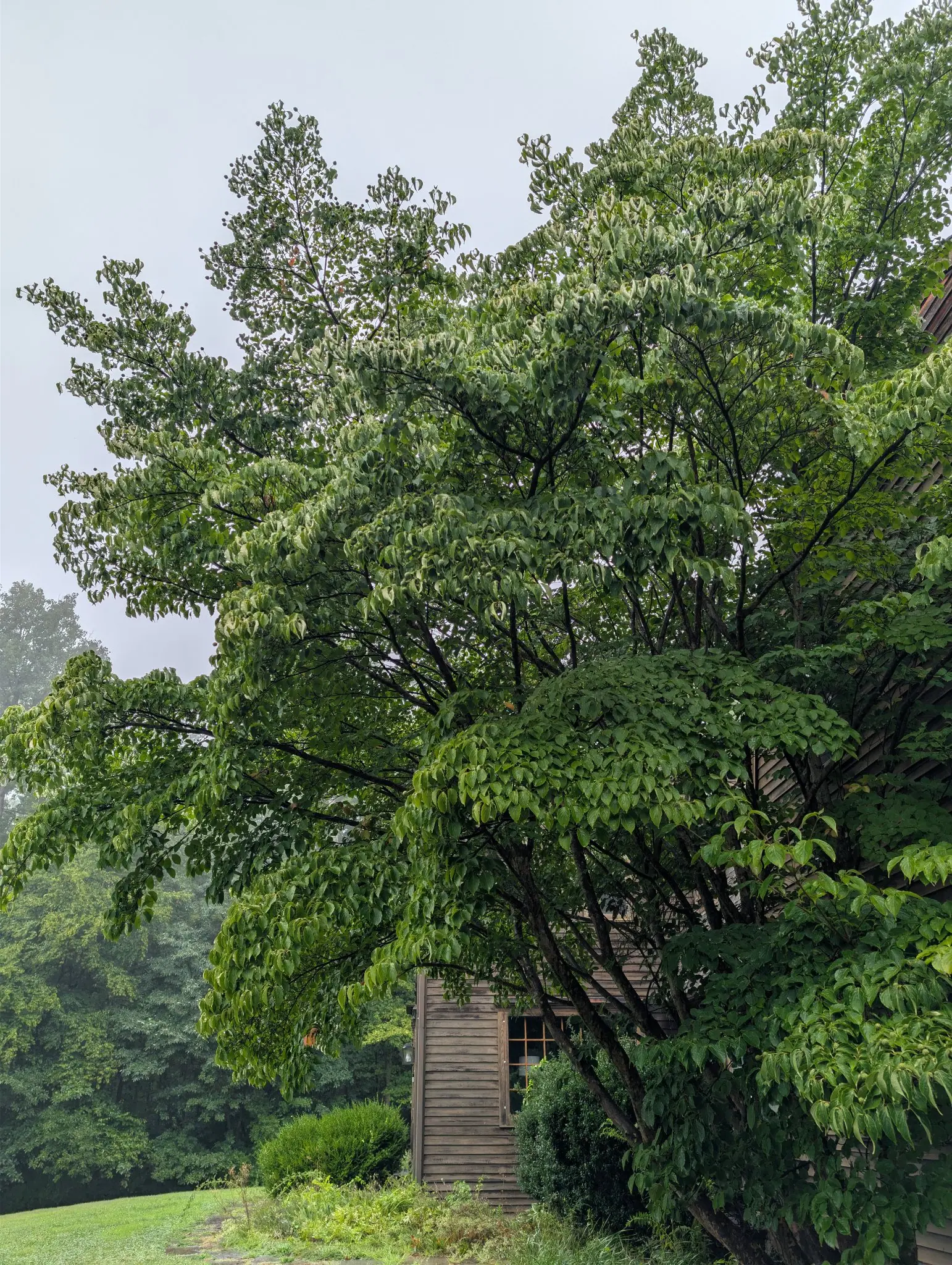A Kousa dogwood on 17 August in mist and rain, its branches shelving out in tiers and the crown flashing silver wherever the wet leaves flip over, dozens of faceted fruit held clear of the foliage on their own long stalks.