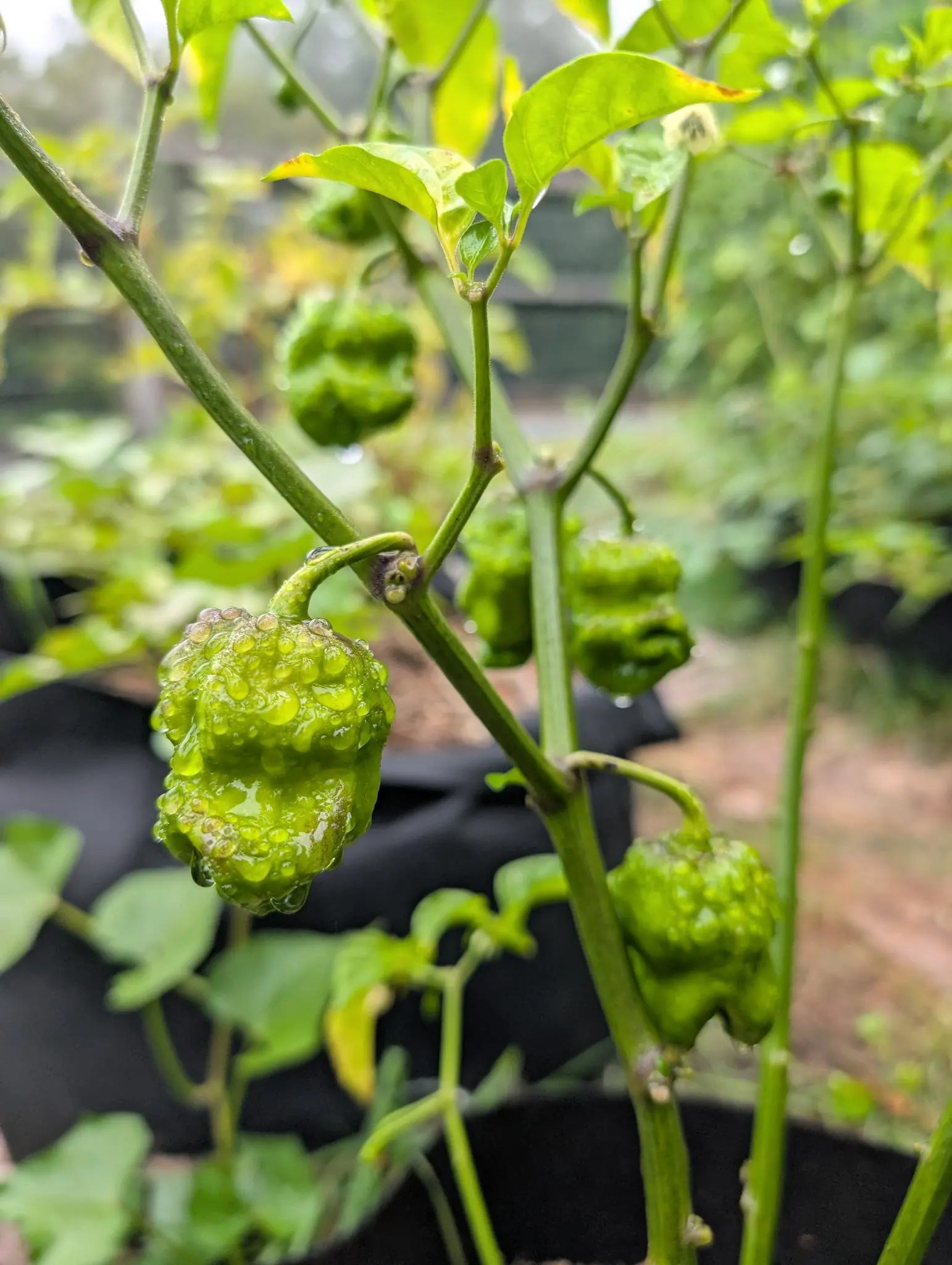 Armageddon peppers on 17 August, five still green and each pinched by deep creases into lumpy tiers ending in a drawn-out tail, the nearest so thickly beaded after rain that the water and the warts read as the same thing.